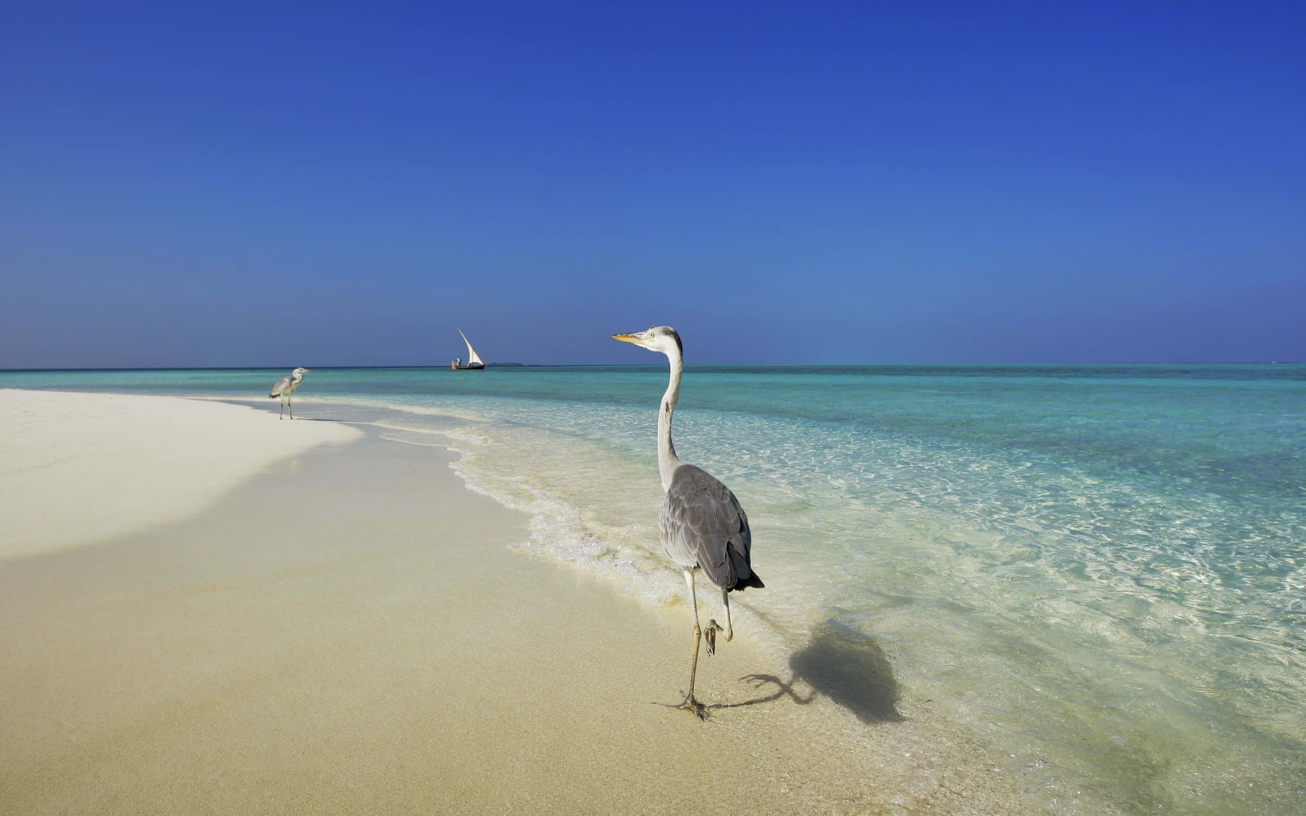Heron 桌布 壁紙 — 一隻蒼鷺在純淨的白色沙灘上漫步，碧綠的海浪在清澈的藍天下拍打著牠的腳。