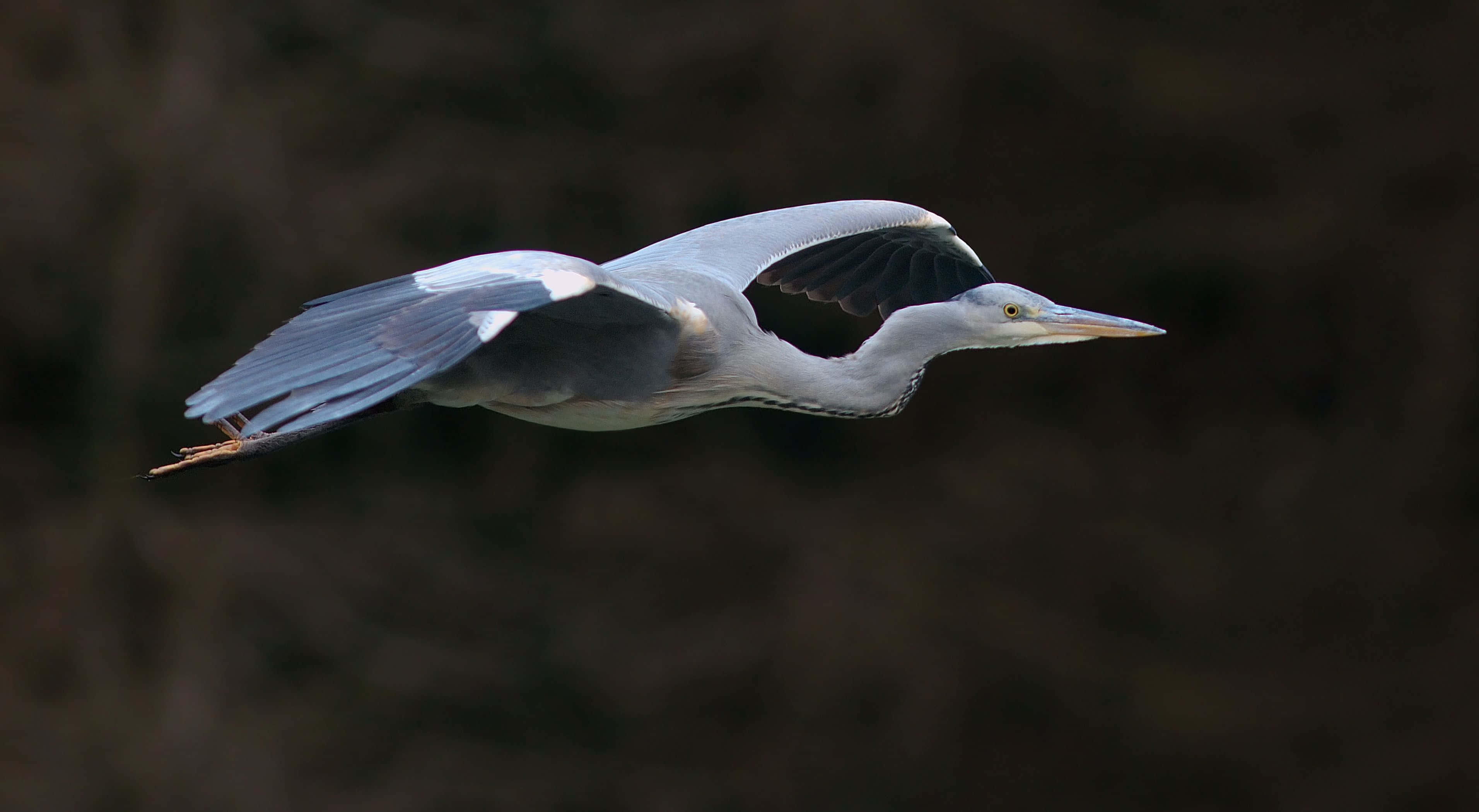 Heron 桌布 壁紙 — 一隻蒼鷺在黑暗模糊的背景中優雅地翱翔，翅膀張開。