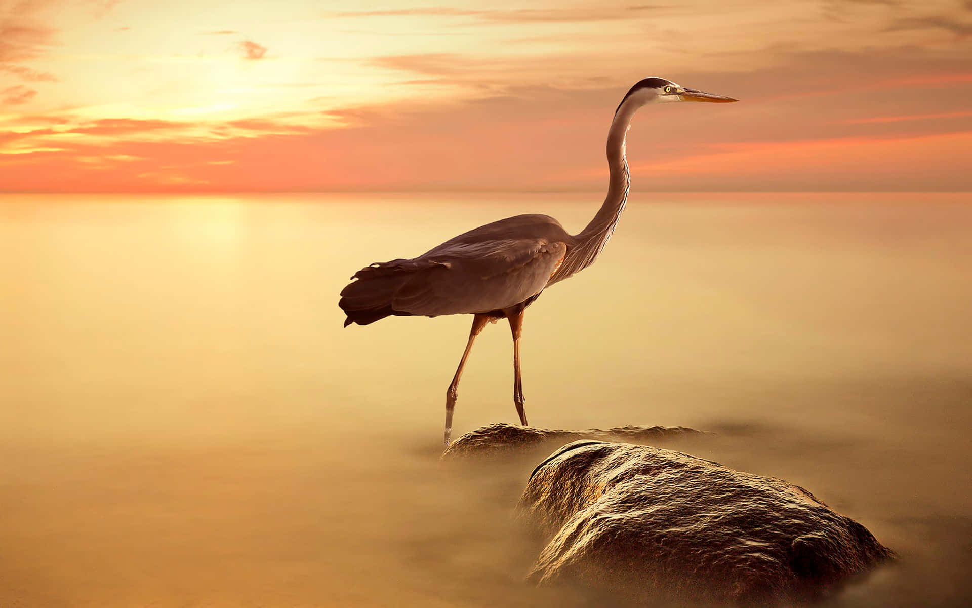 Heron 桌布 壁紙 — 一隻蒼鷺在日落時分佇立在岩石上，其剪影被平靜水面上溫暖的橙色和金色色調所框住。