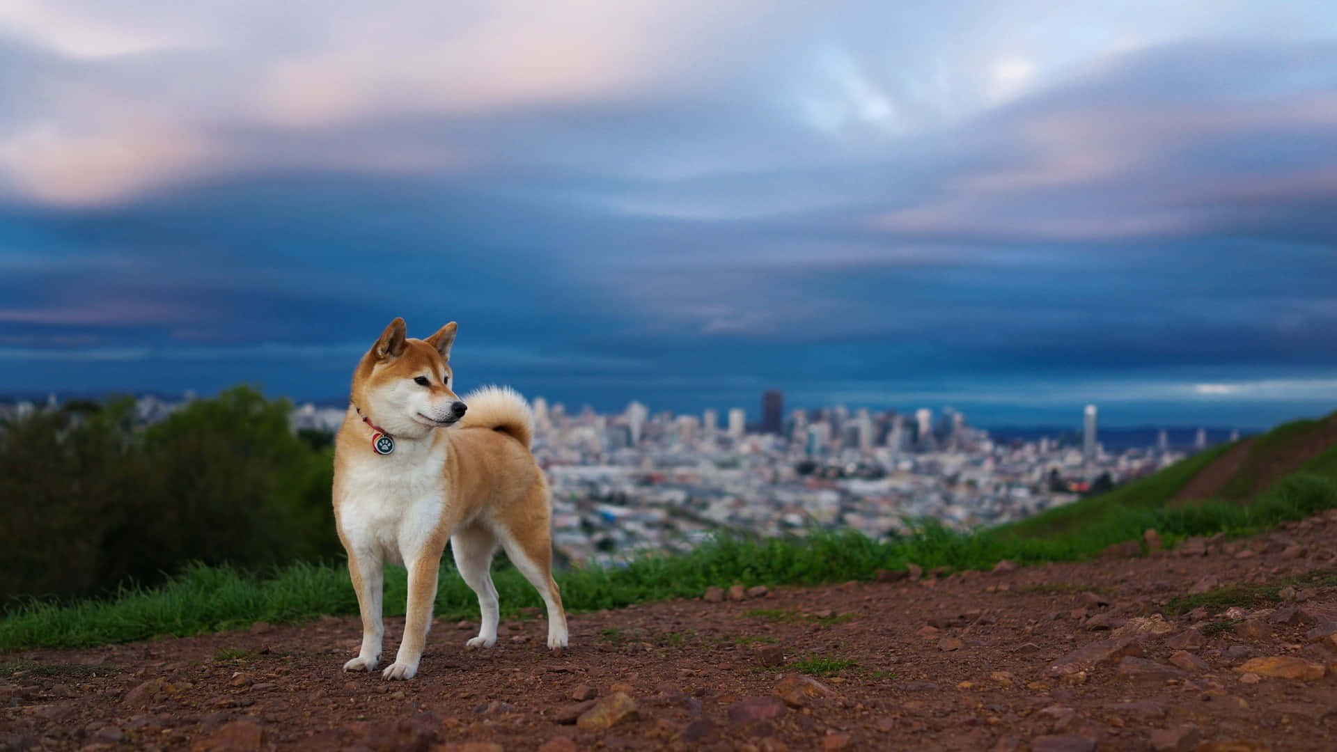  壁紙 — 一隻柴犬警覺地站在一個土丘上，俯瞰著在陰鬱暮色天空下蔓延的城市。