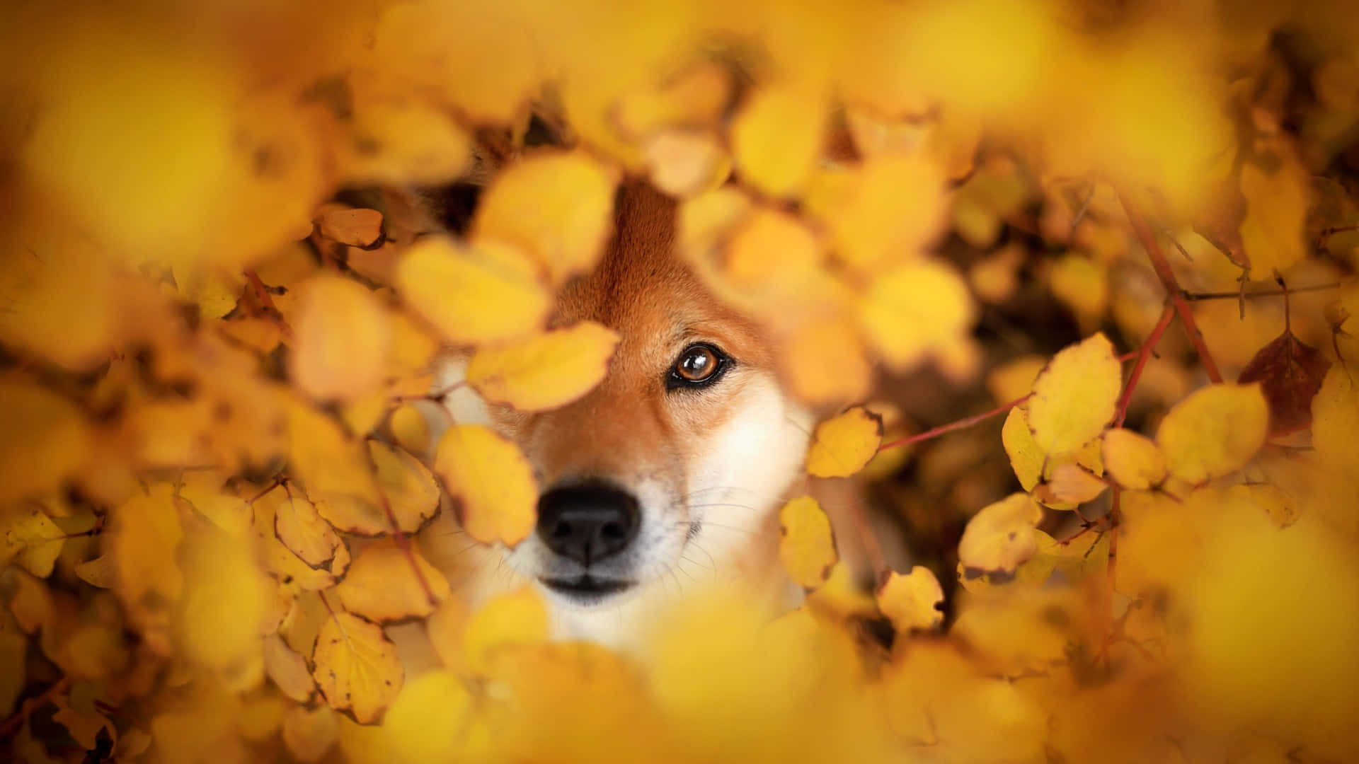  壁紙 — 一隻柴犬透過充滿活力的金色秋葉樹冠窺視，帶有柔和散景。