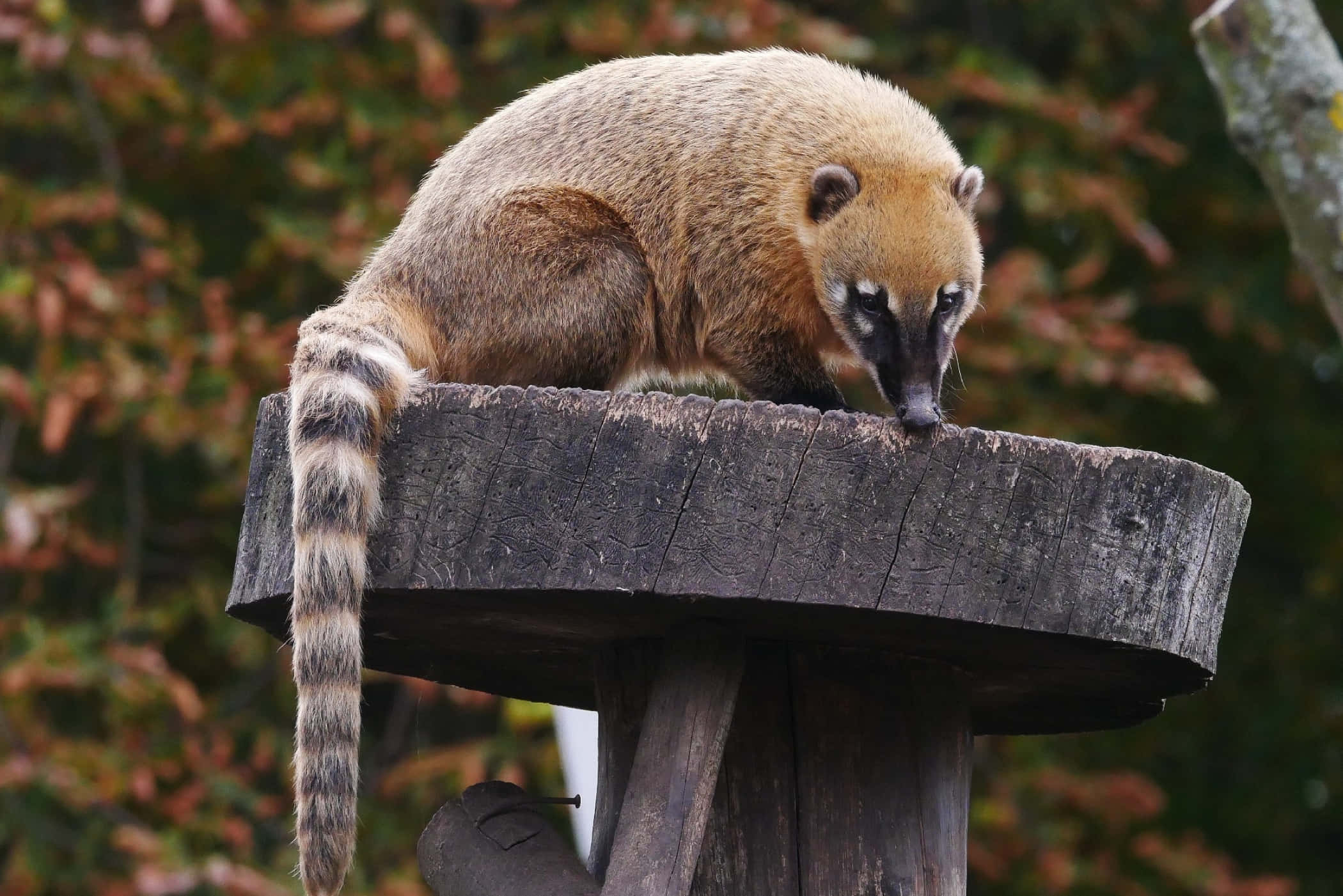Coati 桌布 壁紙 — 一隻長鼻浣熊警覺地棲息在一個風化的木樁上，周圍是秋天的樹葉。