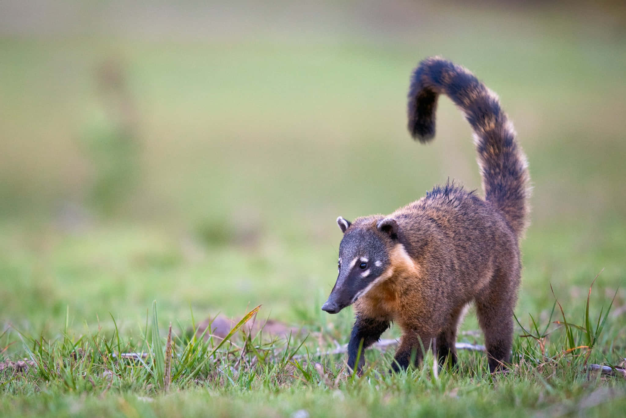 Coati 桌布 壁紙 — 一隻長鼻浣熊在陽光照耀的草地上警覺地站立，長長的環狀尾巴向上彎曲。
