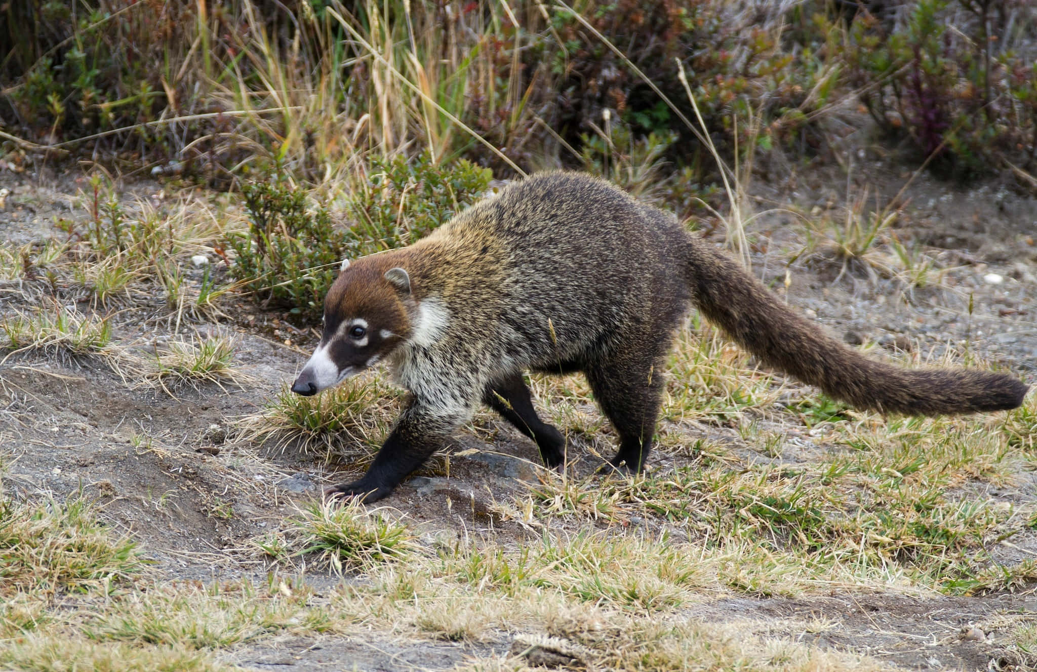 Coati 桌布 壁紙 — 一隻長有長而蓬鬆尾巴的長鼻浣熊在自然棲息地中穿過乾草和泥土行走。