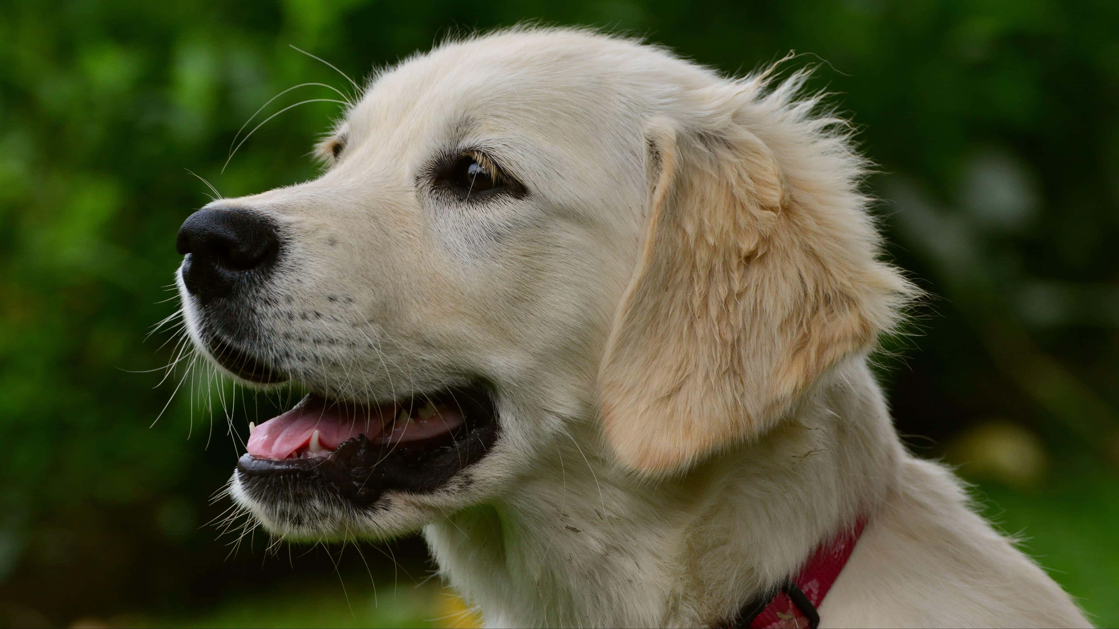 4K Animal 桌布 壁紙 — 一隻戴著紅色項圈的金毛尋回犬幼犬，在柔和的綠色模糊背景下顯得警覺。
