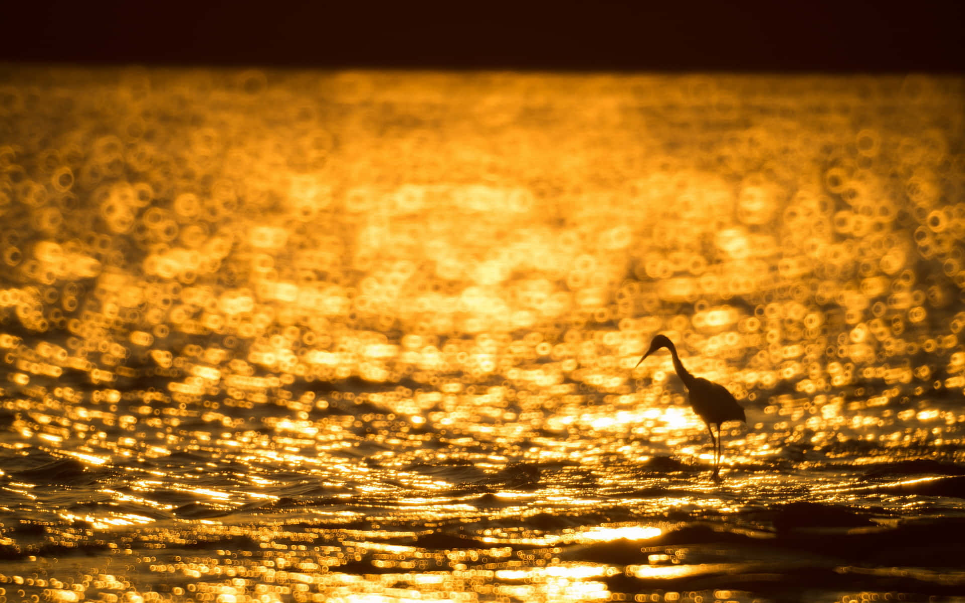 Heron 桌布 壁紙 — 一隻孤獨的蒼鷺站在淺水中，金色的夕陽在水面上營造出閃爍的散景效果。
