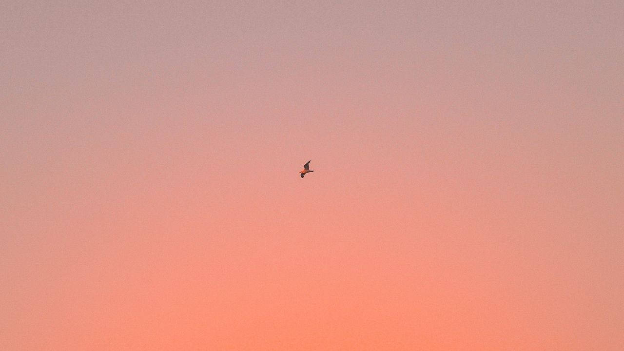 一隻鳥在粉紅和橙色的日落天空中飛翔。
