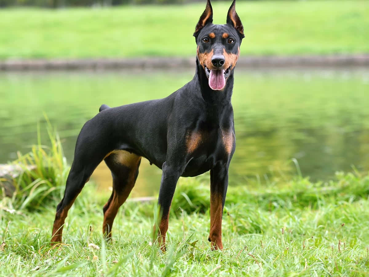  壁紙 — 一隻光滑的黑色和棕褐色杜賓犬在平靜的池塘旁邊充滿活力的綠色草地上警覺地站立。