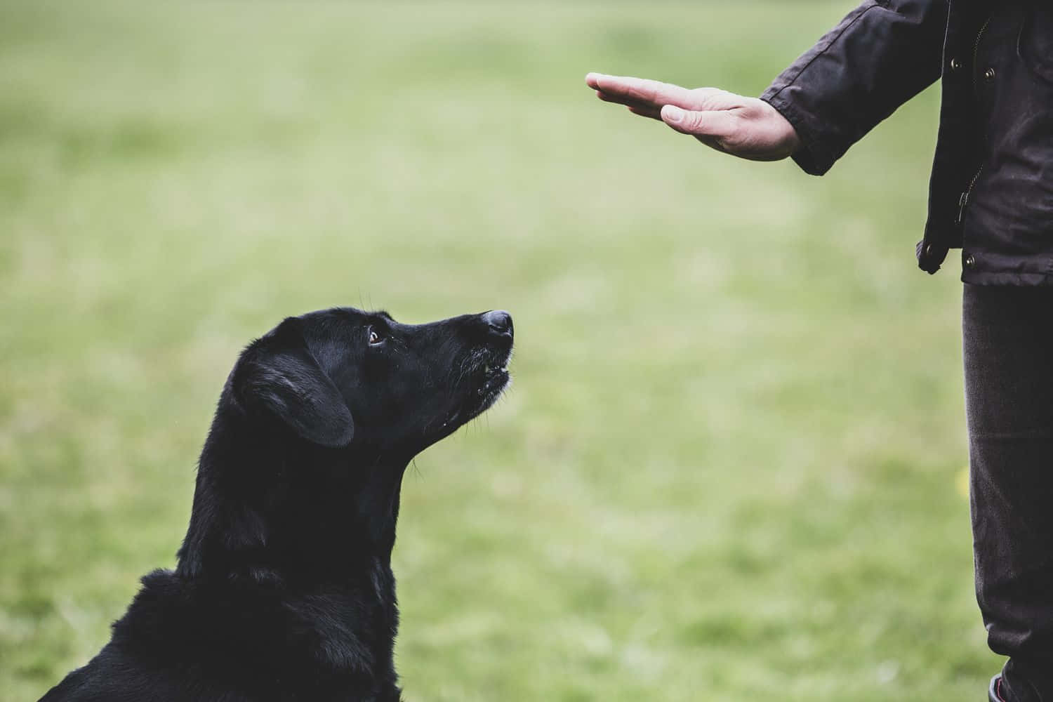  壁紙 — 一隻黑色拉布拉多犬在草地上專注地抬頭看著一個人伸出的手。