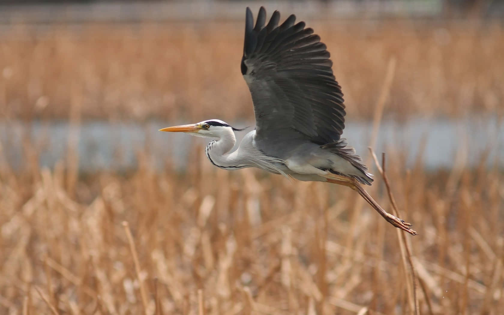 Heron 桌布 壁紙 — 一隻灰鷺在陽光照耀的濕地上空，展開寬闊的翅膀，優雅地翱翔於金色蘆葦之上。