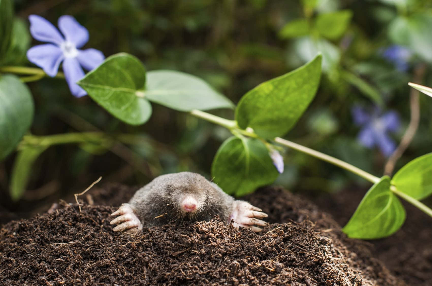 Mole 桌布 壁紙 — 一隻灰色小鼴鼠，粉紅色鼻子和爪子，從被綠葉和紫色花朵包圍的黑色泥土中探出頭來。