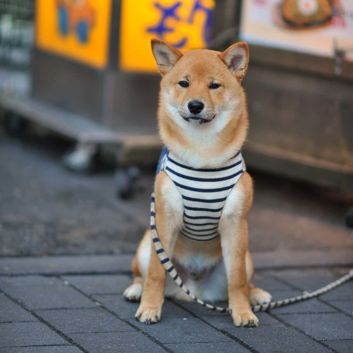  壁紙 — 一隻可愛的柴犬穿著條紋胸背帶，專注地坐在鋪砌的街道上，身後是模糊的商店門面。