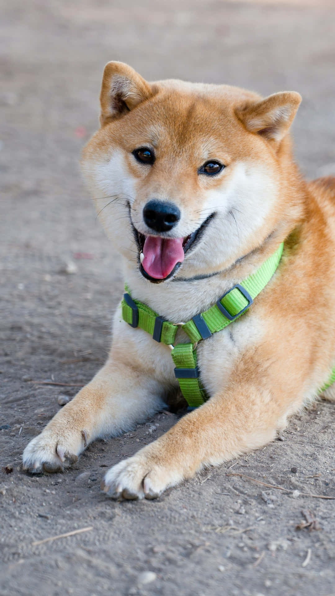  壁紙 — 一隻快樂的柴犬戴着綠色胸背帶躺在泥地上，伸出舌頭，看起來開心又警覺。