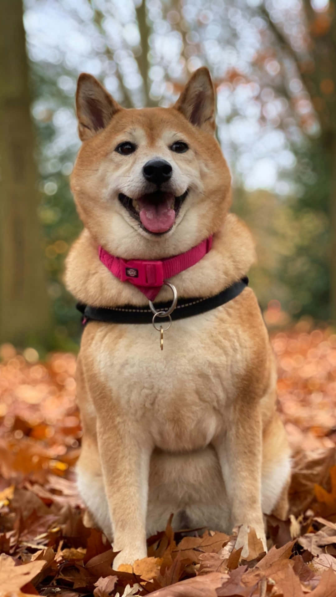  壁紙 — 一隻快樂的柴犬戴著粉紅色項圈，在柔和日光下開心地坐在一堆秋葉中。