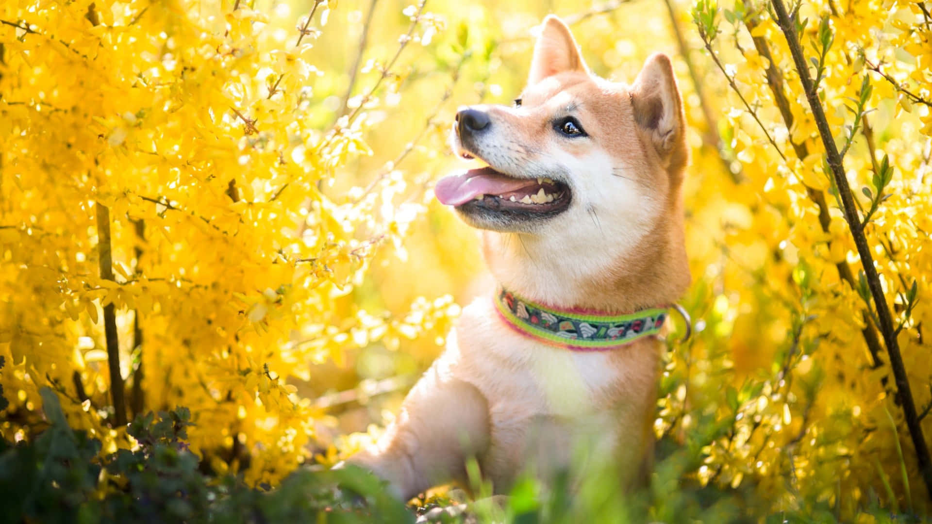  壁紙 — 一隻快樂的柴犬開心地坐在盛開的黃色花朵中，沐浴在溫暖的陽光下。