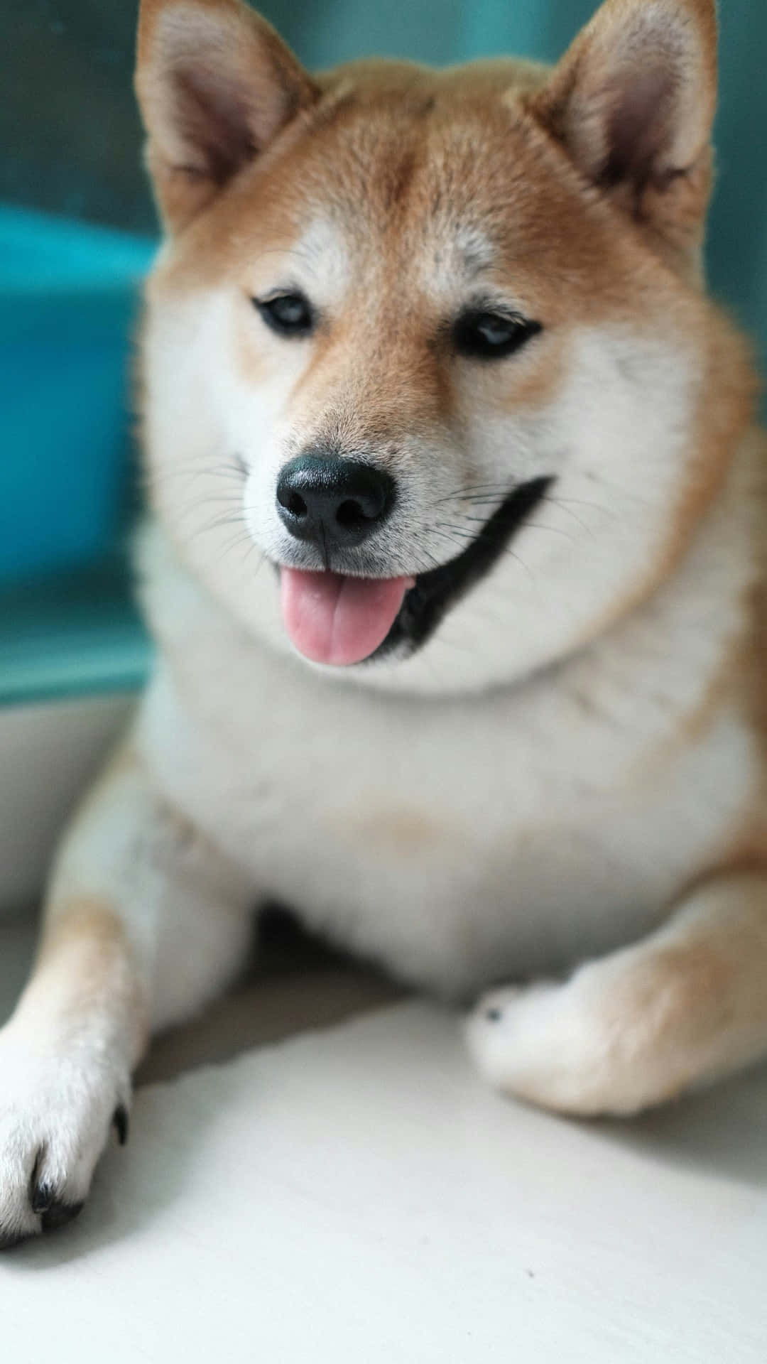  壁紙 — 一隻快樂的柴犬伸出粉紅色舌頭，在白色表面上休息，背景是青綠色。