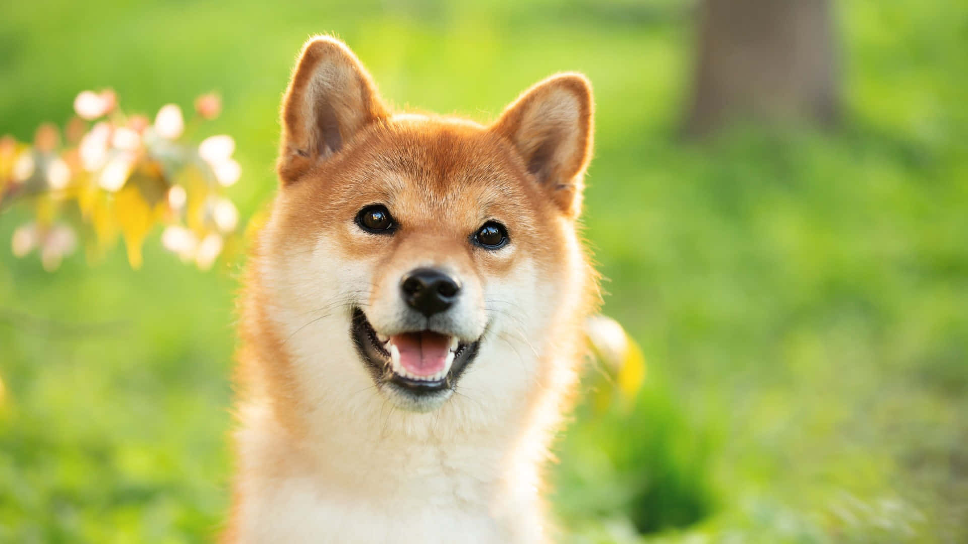  壁紙 — 一隻快樂的柴犬，張開嘴巴露出開心的笑容，直視鏡頭，背景是柔和的綠色草地。