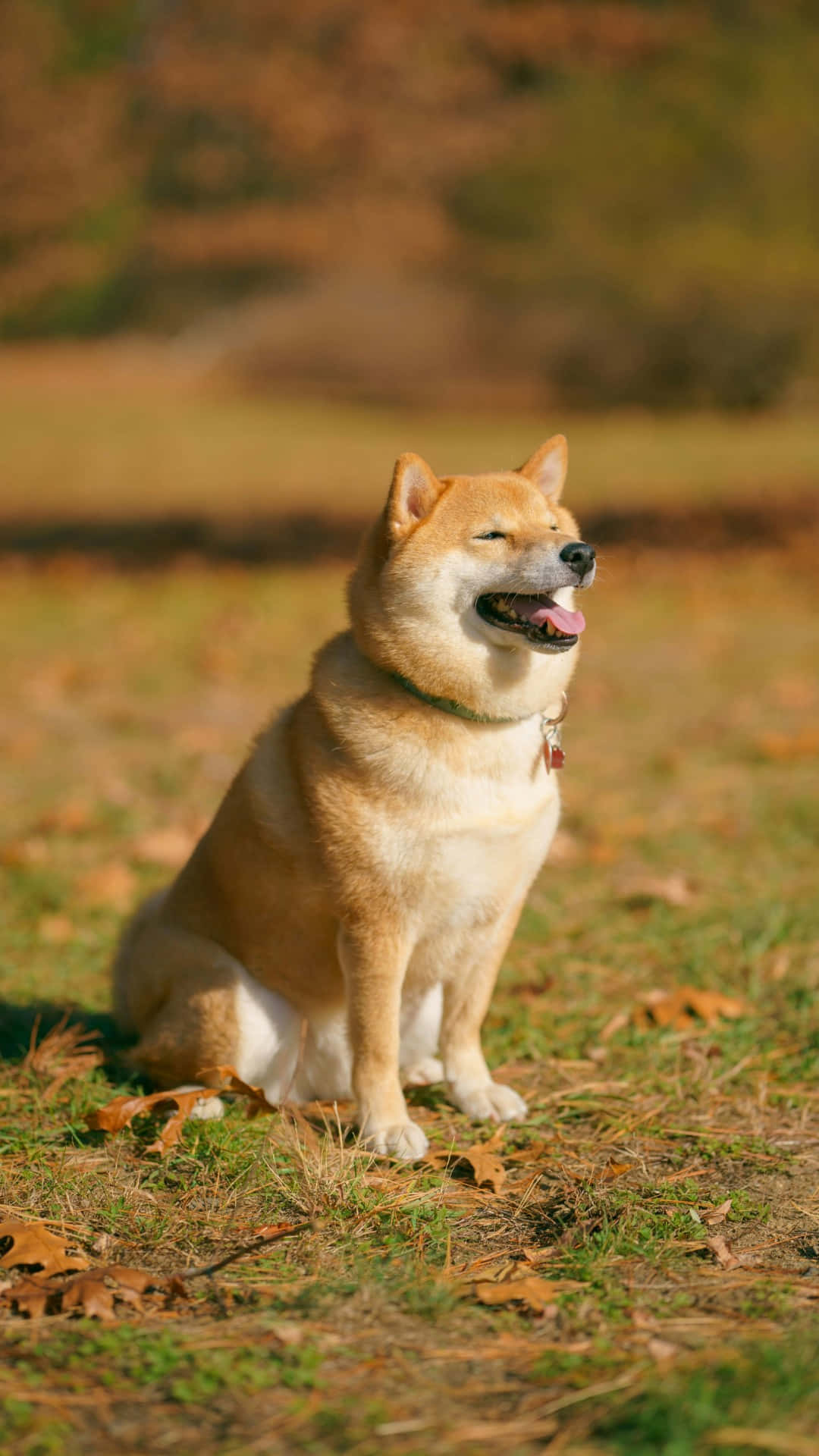  壁紙 — 一隻快樂的柴犬坐在陽光明媚的秋日田野中，周圍散落著落葉。