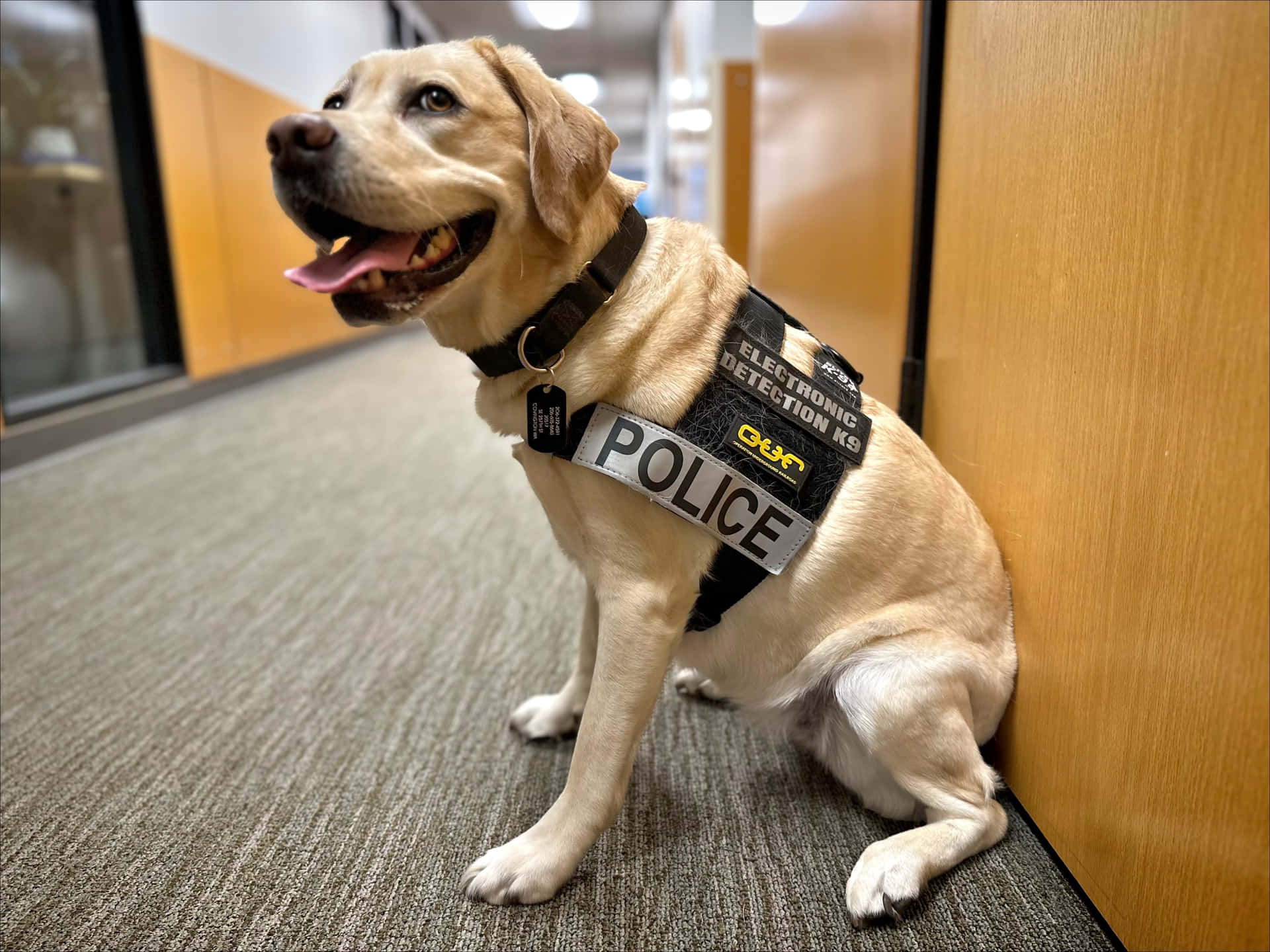 壁紙 — 一隻快樂的黃色拉布拉多犬穿著警察電子偵測K9背心，警覺地坐在辦公室走廊。