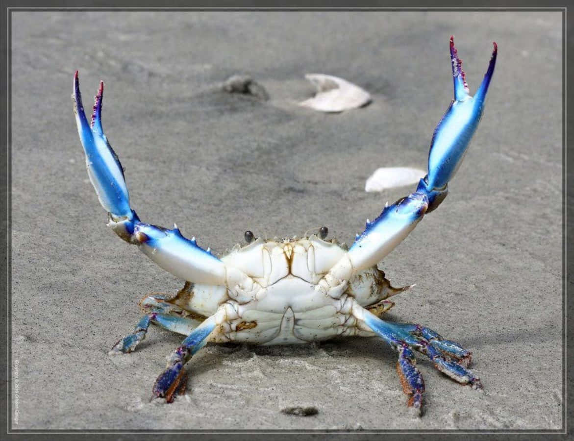 Blue Crab 桌布 壁紙 — 一隻藍蟹，擁有鮮豔的藍色蟹鉗和白色蟹殼，站在濕漉漉的灰色沙灘上，附近散落著貝殼。