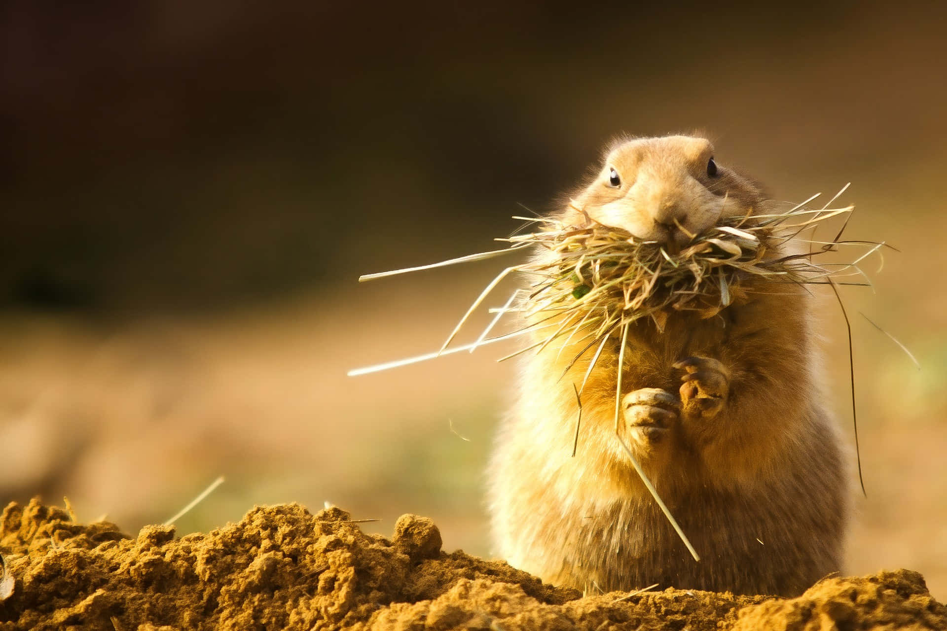 Gopher 桌布 壁紙 — 一隻毛茸茸的草原犬鼠在溫暖的金色背景下拿著一捆乾草。
