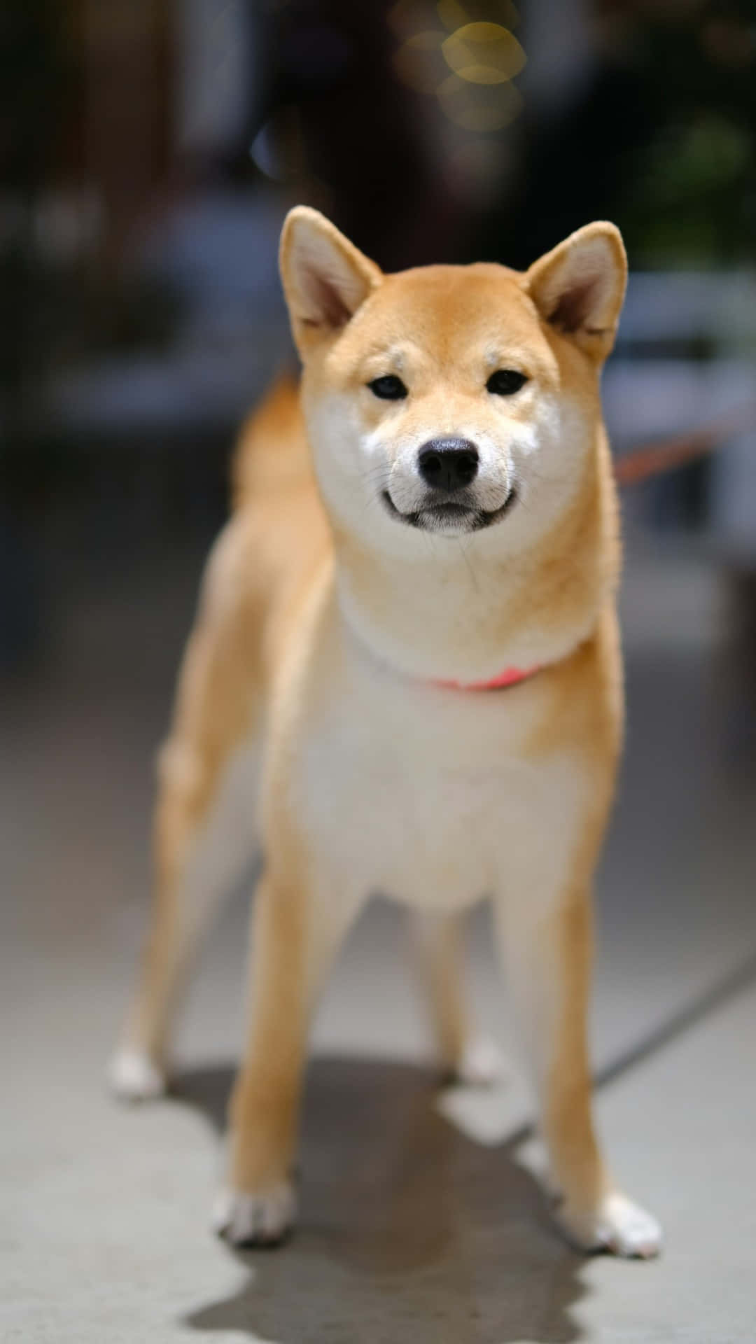  壁紙 — 一隻迷人的柴犬警覺地站在鋪砌的地面上，背景是模糊的城市景觀和柔和散景燈光。