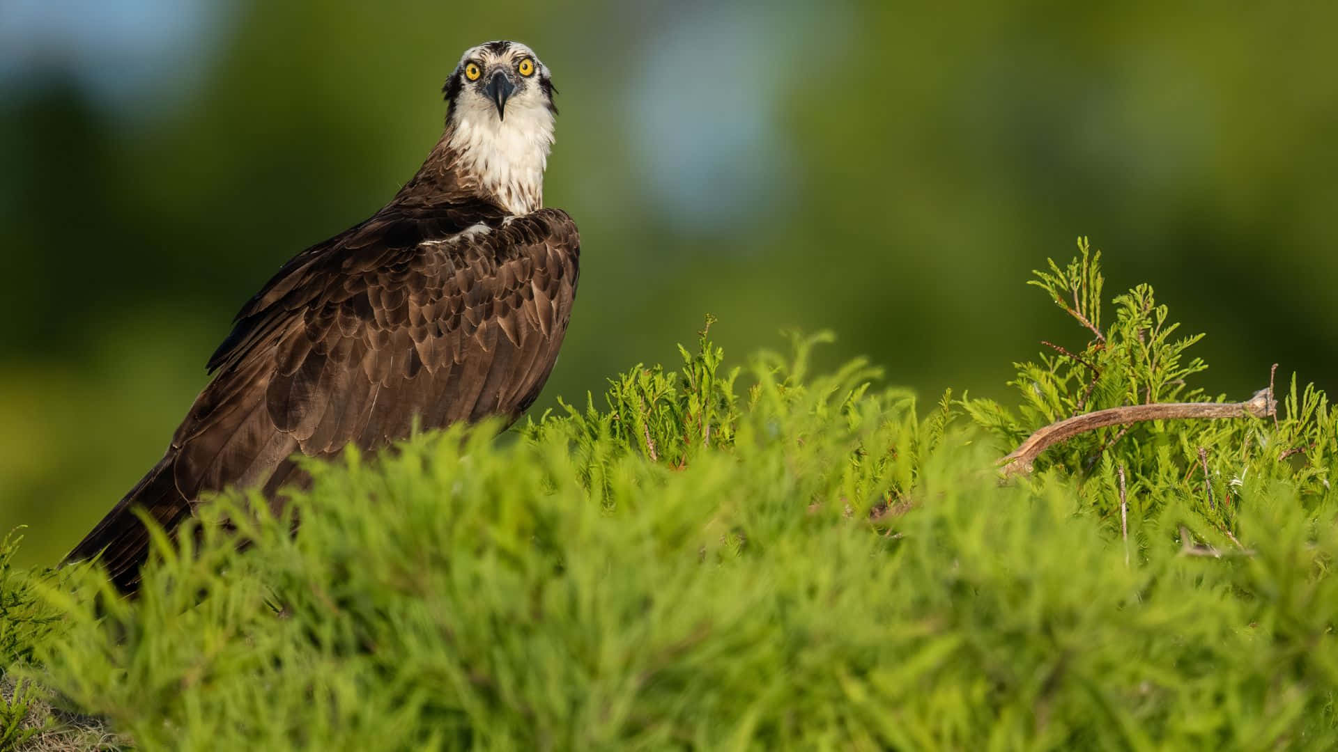 Osprey 桌布 壁紙 — 一隻目光銳利的魚鷹警覺地棲息在鮮綠的葉子上，背景是柔和模糊的自然景色。