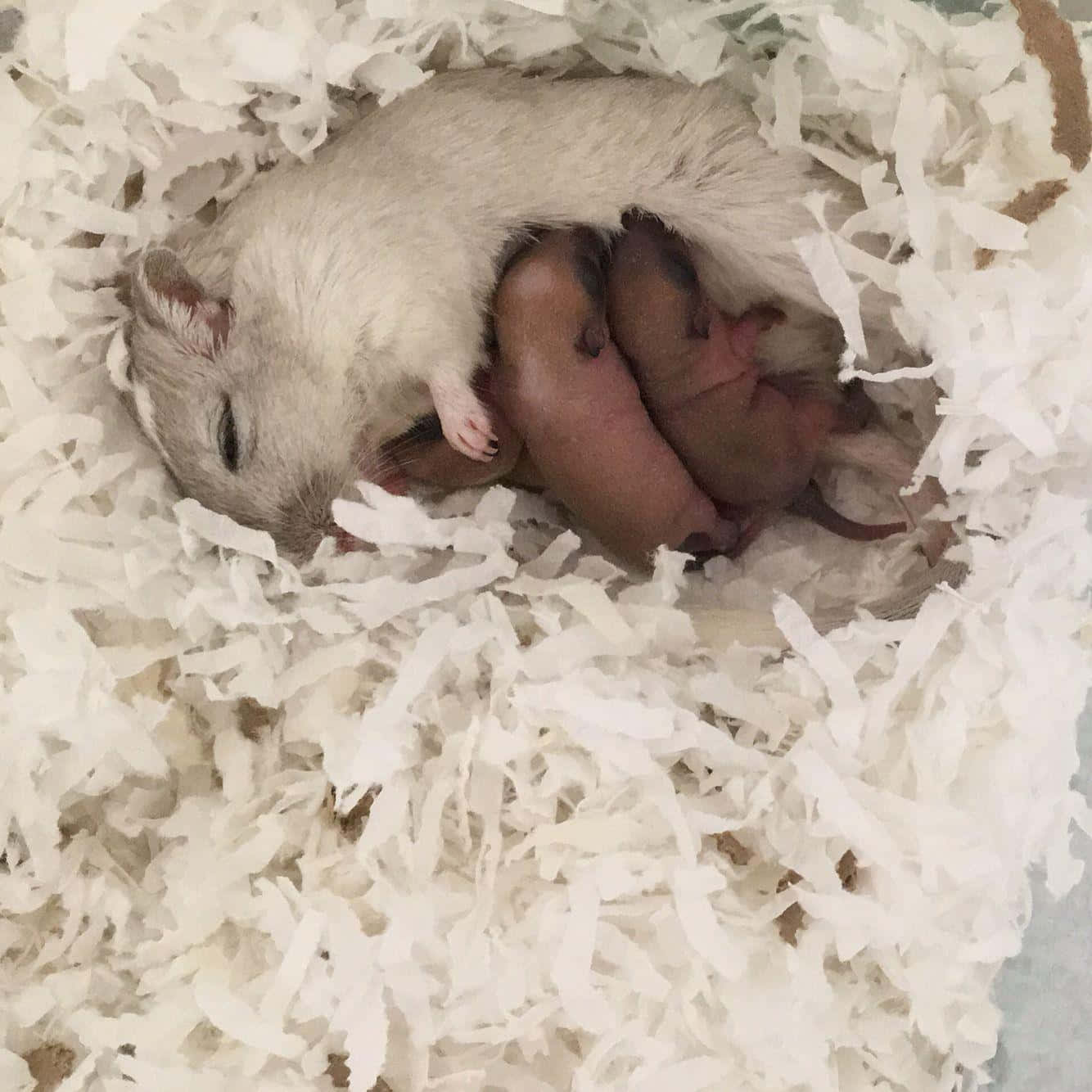 Gerbil 桌布 壁紙 — 一隻母沙鼠保護性地蜷縮在牠剛出生的幼崽周圍，幼崽們依偎在柔軟的白色碎紙床上。