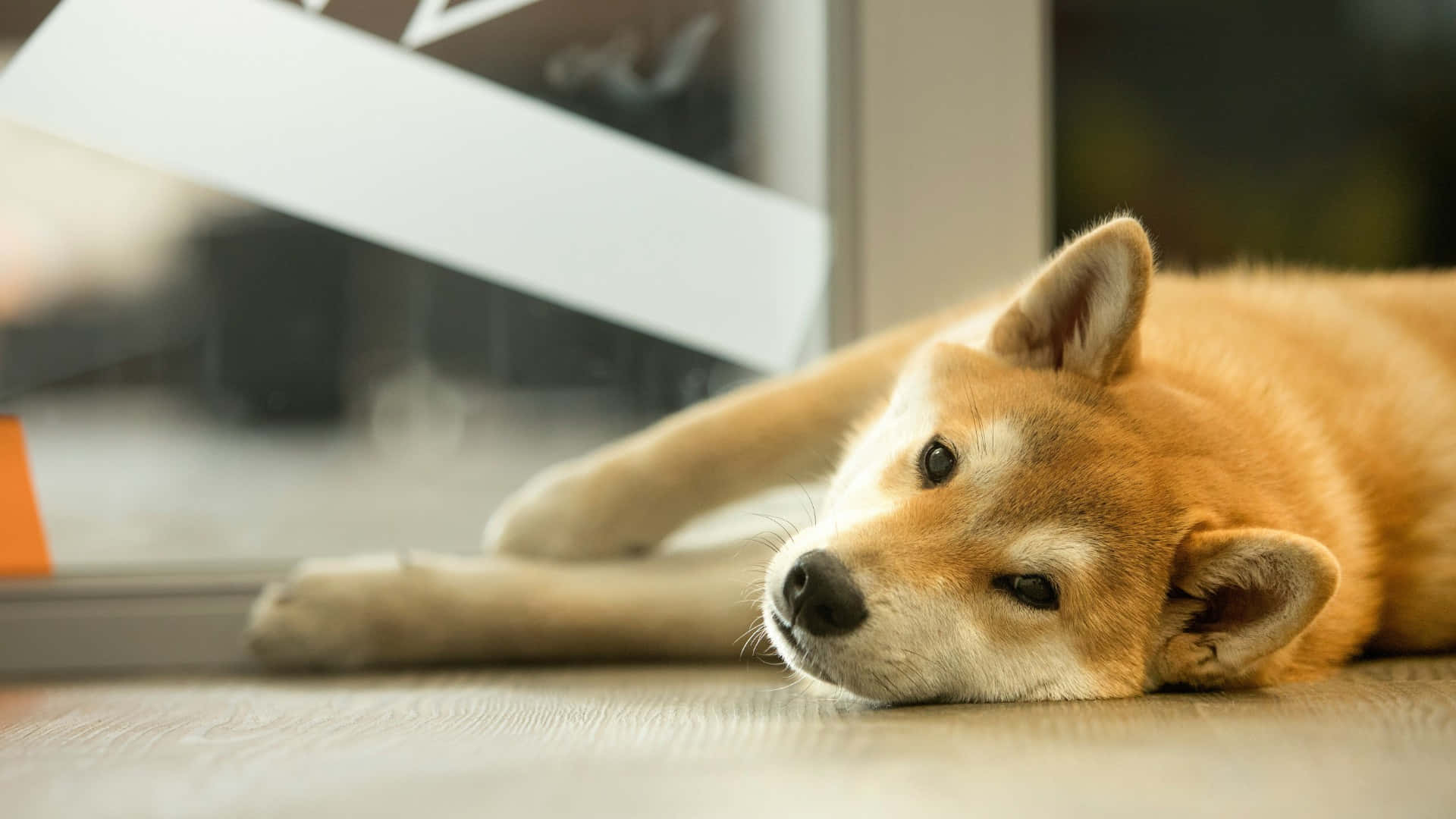  壁紙 — 一隻平靜的柴犬將頭靠在淺色木地板上，靠近一扇玻璃門，柔和自然光線灑入。