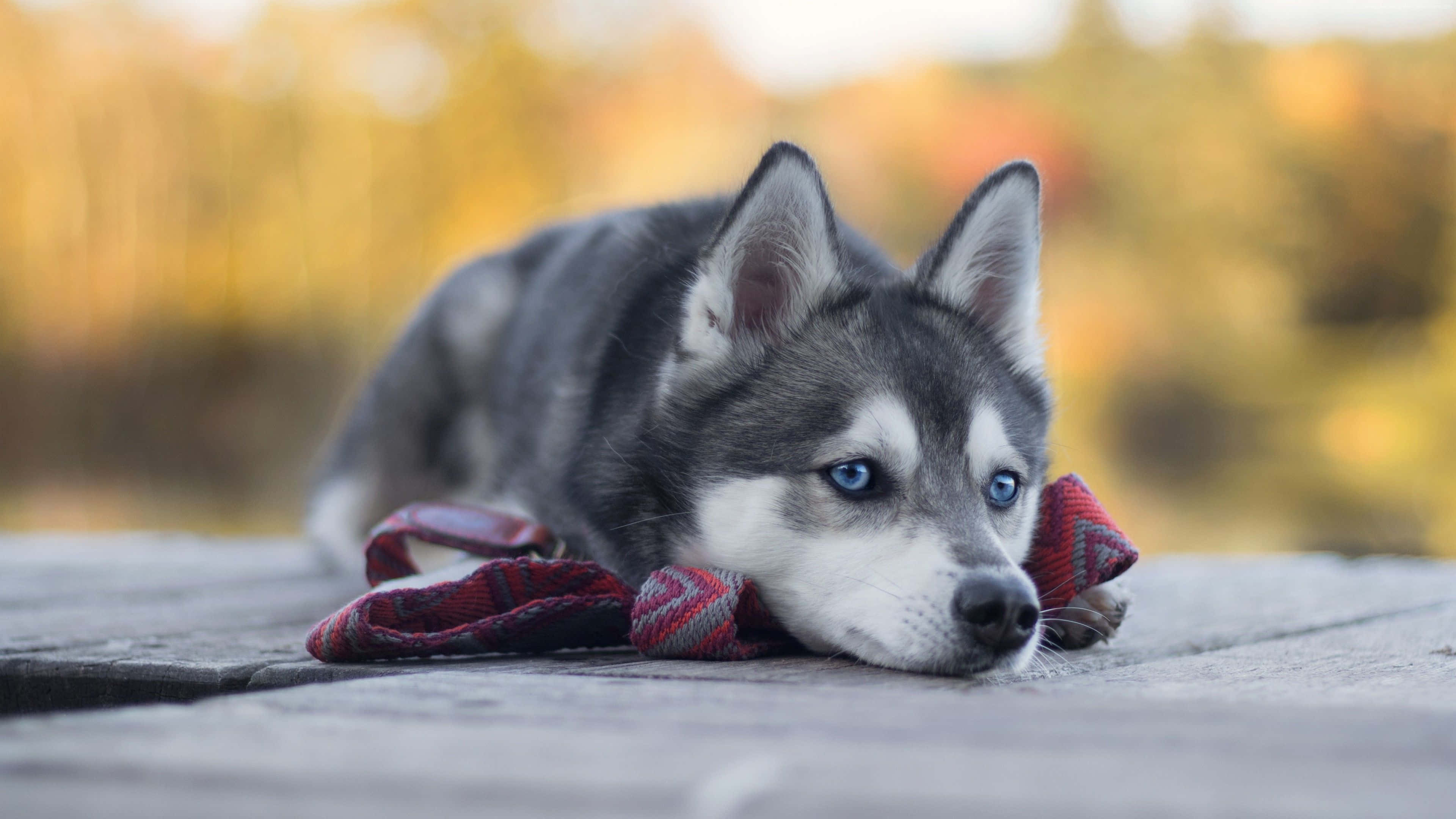 4K Animal 桌布 壁紙 — 一隻平靜的哈士奇幼犬，有著引人注目的藍色眼睛，將頭靠在紅色格子牽引繩上，躺在風化的木質甲板上。