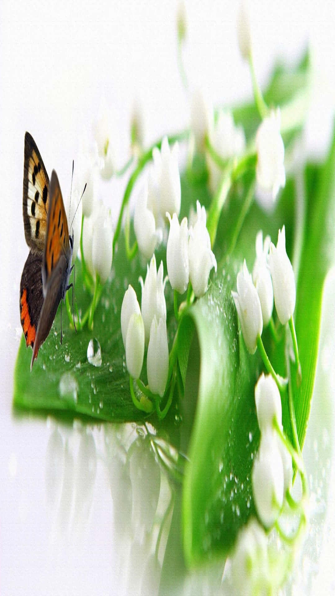 Lily Of The Valley 桌布 壁紙 — 一隻色彩斑斕的蝴蝶輕柔地停在一片沾滿露水的綠葉上，旁邊是一簇簇純白的花朵。