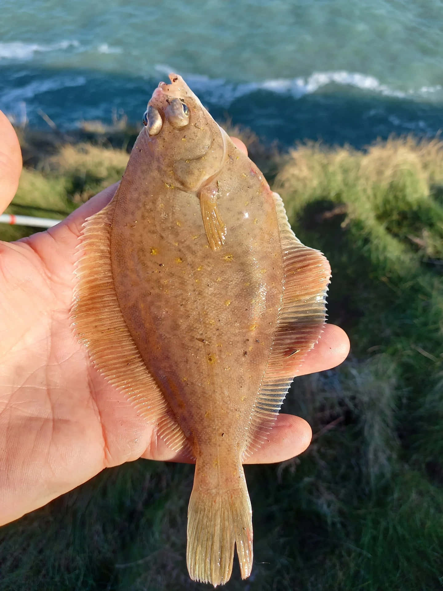  壁紙 — 一隻手拿著一條剛捕獲的比目魚，背景是洶湧的海浪和綠色的海岸草。