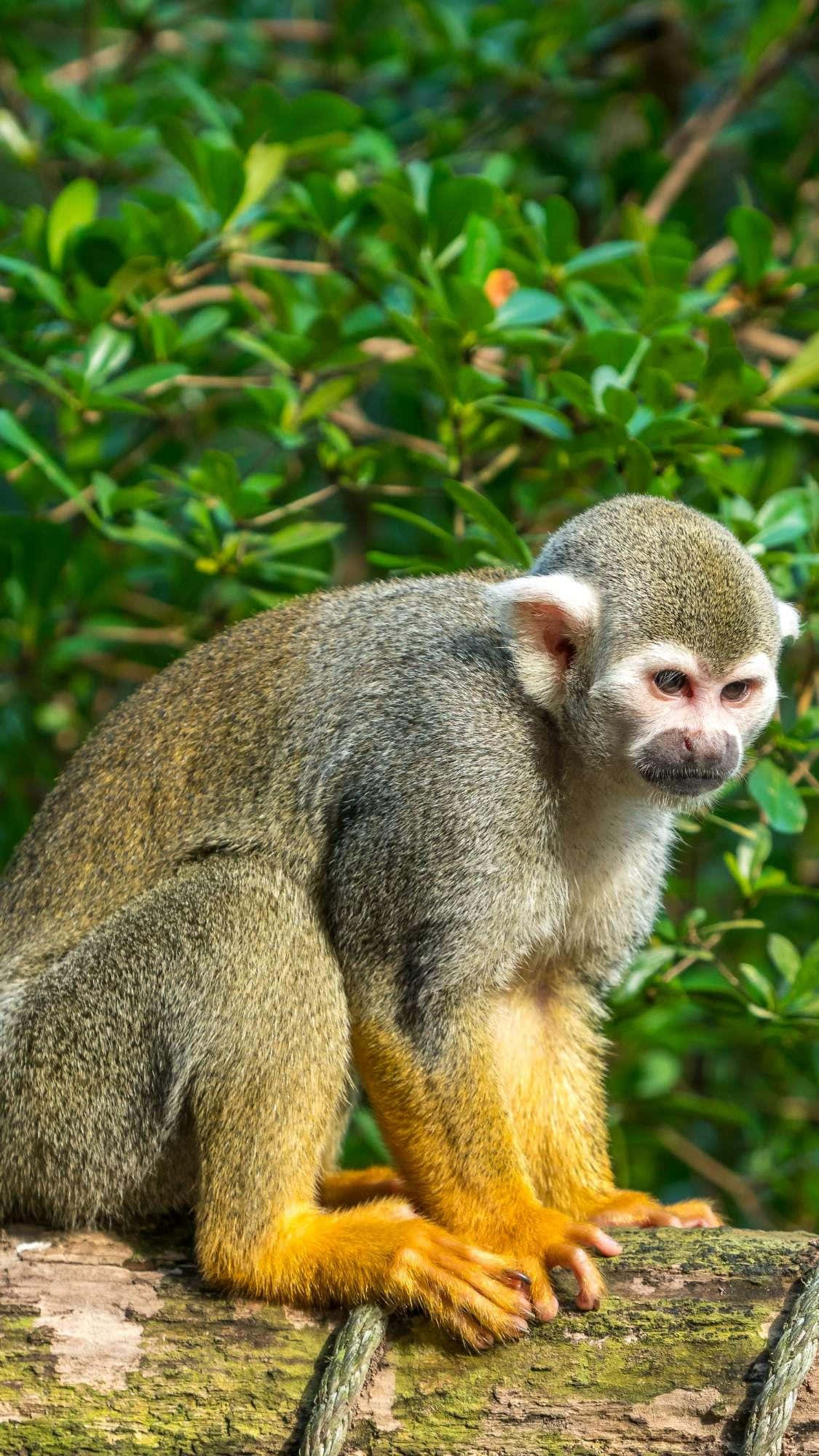 Squirrel Monkey 桌布 壁紙 — 一隻松鼠猴警覺地棲息在長滿苔蘚的木頭上，周圍是茂密的綠色樹葉。