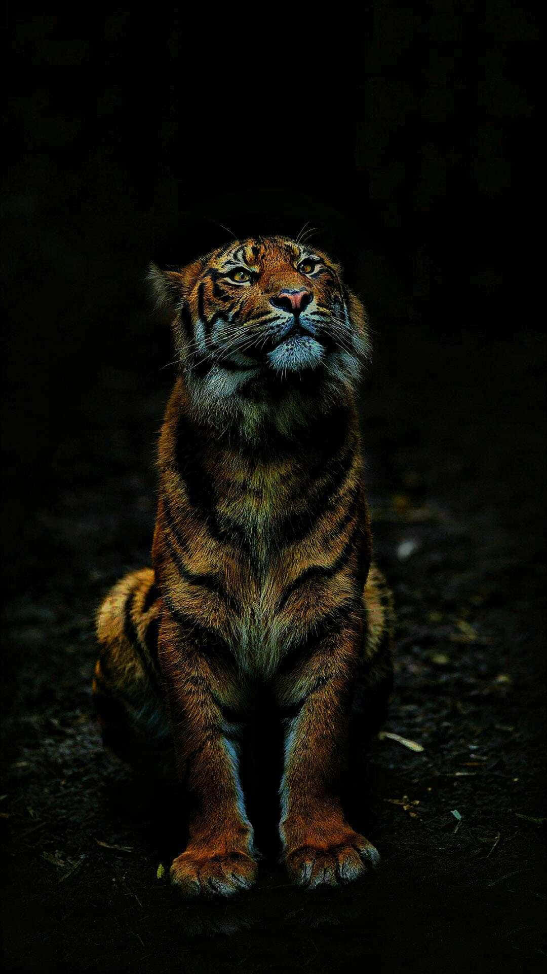  壁紙 — 一隻威猛的老虎在深暗的陰影中警覺地坐著，其橙色條紋在聚焦的光線下，在漆黑的背景上閃耀。