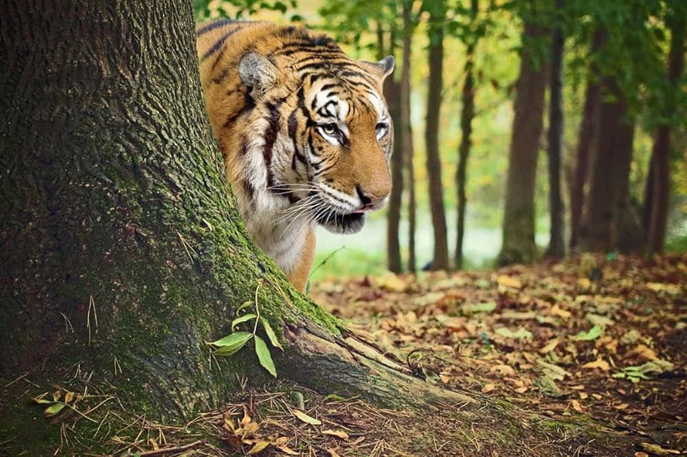  壁紙 — 一隻威猛的老虎在陽光明媚的秋日森林中，從長滿苔蘚的樹幹後探出頭來。