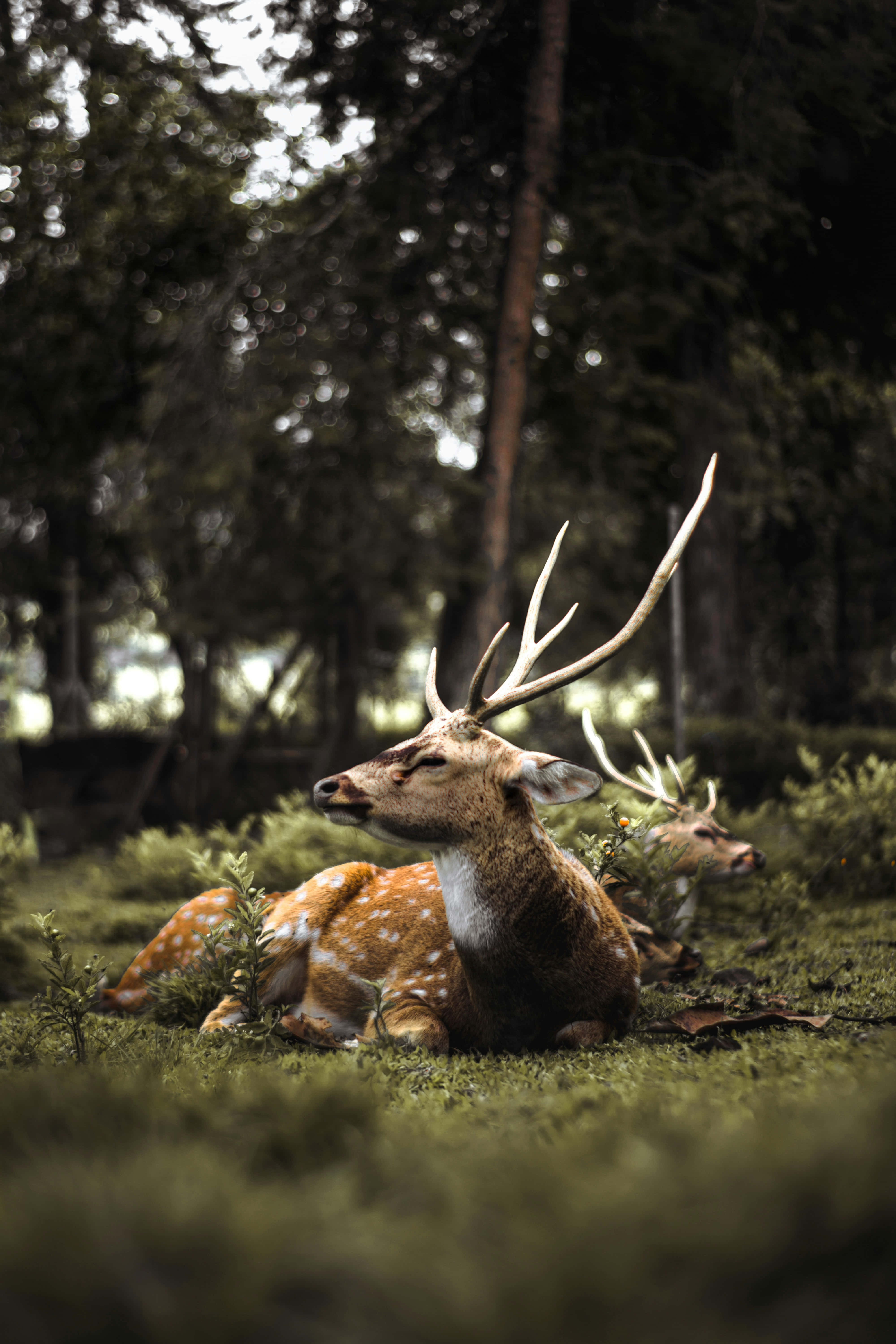 Stag 桌布 壁紙 — 一隻雄偉的斑點鹿，長著大鹿角，在長滿苔蘚的森林地面上，被高大的樹木環繞，平靜地休息。
