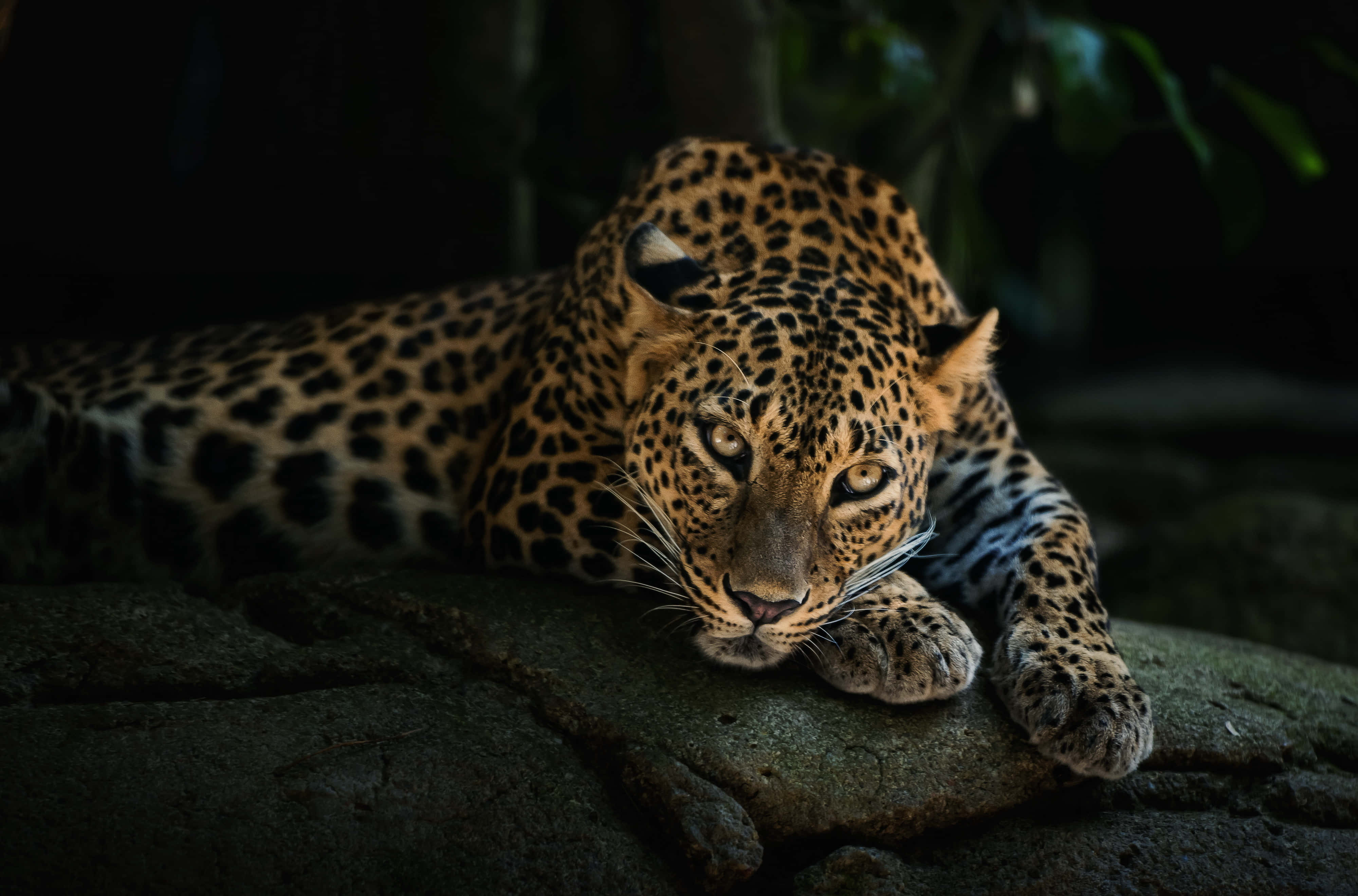 4K Animal 桌布 壁紙 — 一隻雄偉的豹警覺地休息在長滿苔蘚的石頭上，金色的眼睛在陰暗的叢林中閃耀。