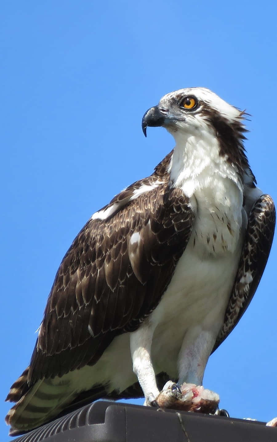 Osprey 桌布 壁紙 — 一隻雄偉的魚鷹，白色頭部和棕色翅膀，棲息在深色表面上，背景是清澈的藍天，抓著獵物。