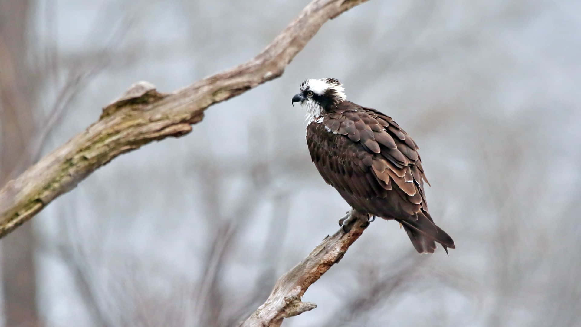 Osprey 桌布 壁紙 — 一隻魚鷹警覺地棲息在風化的樹枝上，背景是柔和模糊的冬日景色。