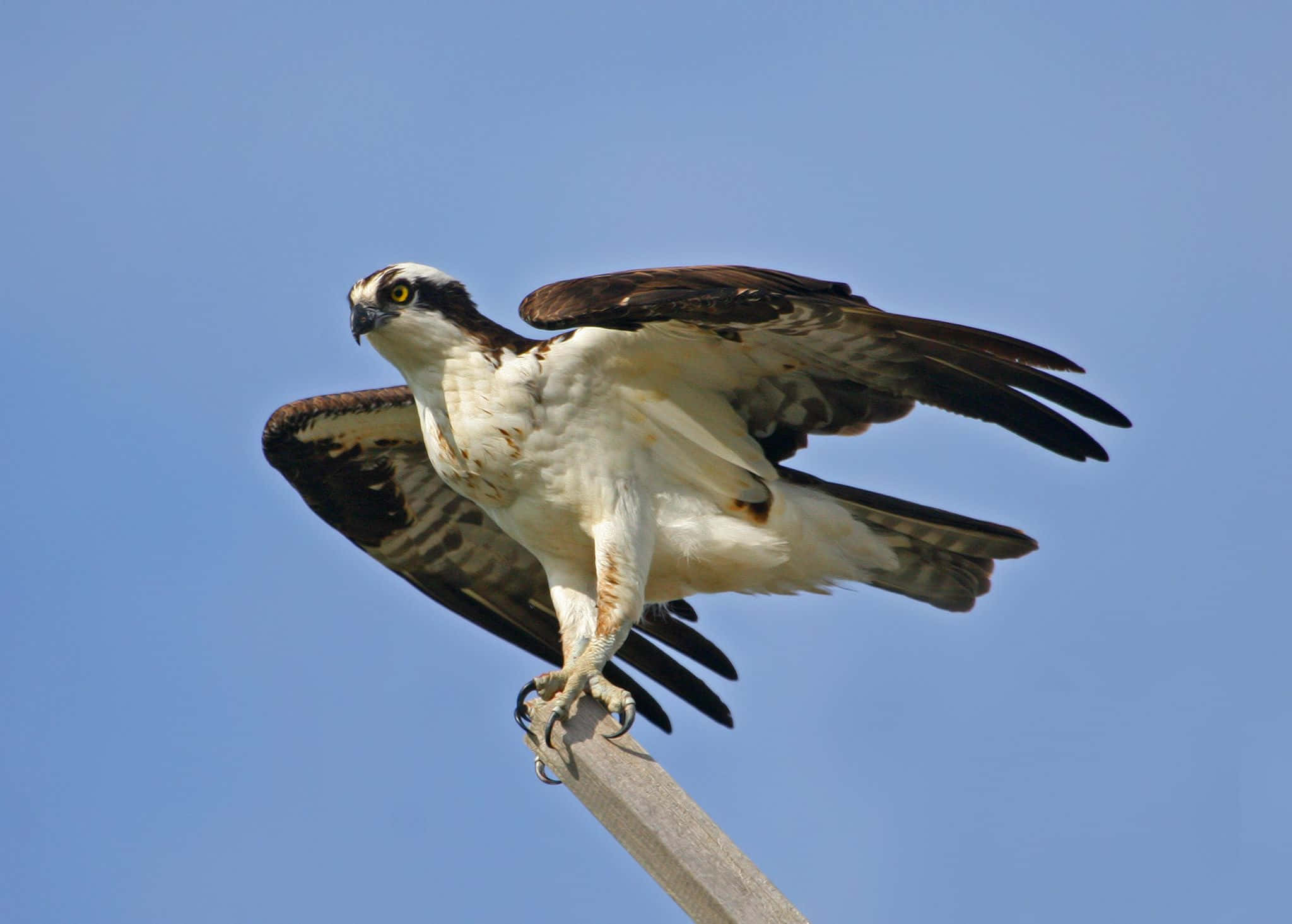 Osprey 桌布 壁紙 — 一隻魚鷹警覺地棲息在木柱上，背景是清澈的藍天，翅膀微微張開。