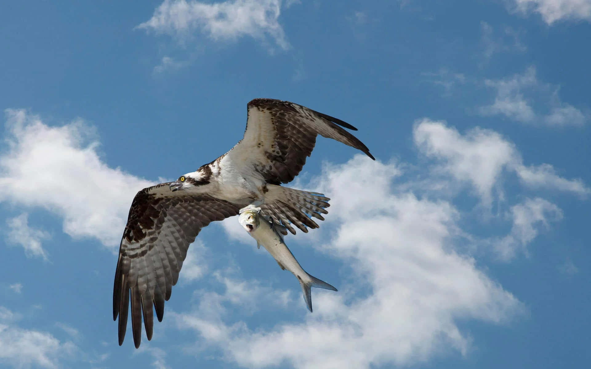 Osprey 桌布 壁紙 — 一隻魚鷹在明亮的藍天中翱翔，伴隨著蓬鬆的白雲，爪子抓著一條銀色的魚。