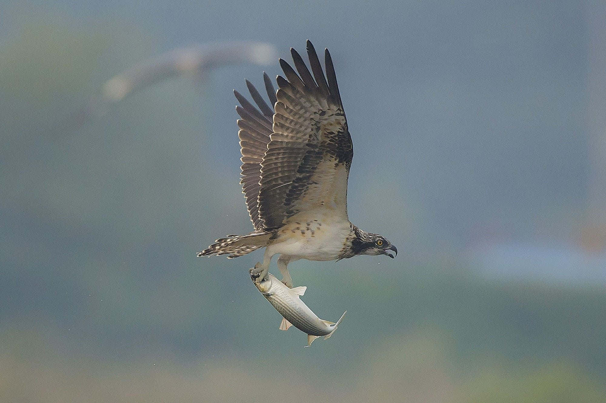 Osprey 桌布 壁紙 — 一隻魚鷹展翅翱翔，爪中抓著一條銀色的魚，背景柔和模糊。