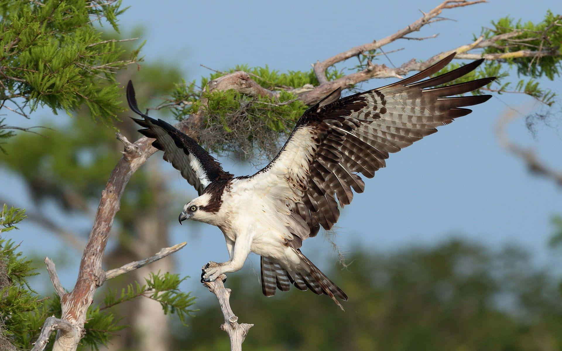 Osprey 桌布 壁紙 — 一隻魚鷹展開翅膀棲息在樹枝上，靠近牠在翠綠樹葉中的巢穴，背景是清澈的藍天。