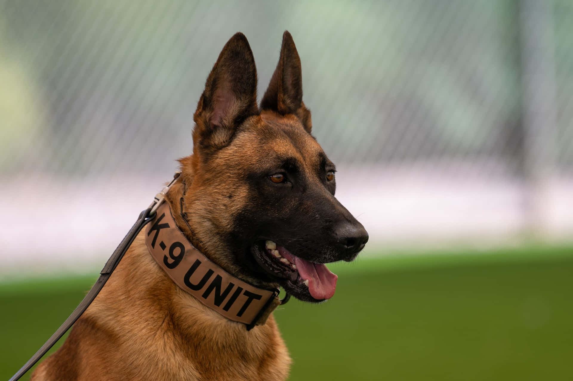  壁紙 — 一隻專注的比利時瑪蓮萊犬K9單位犬，豎起警覺的耳朵，戴著棕褐色項圈，站在有圍欄的訓練區域。