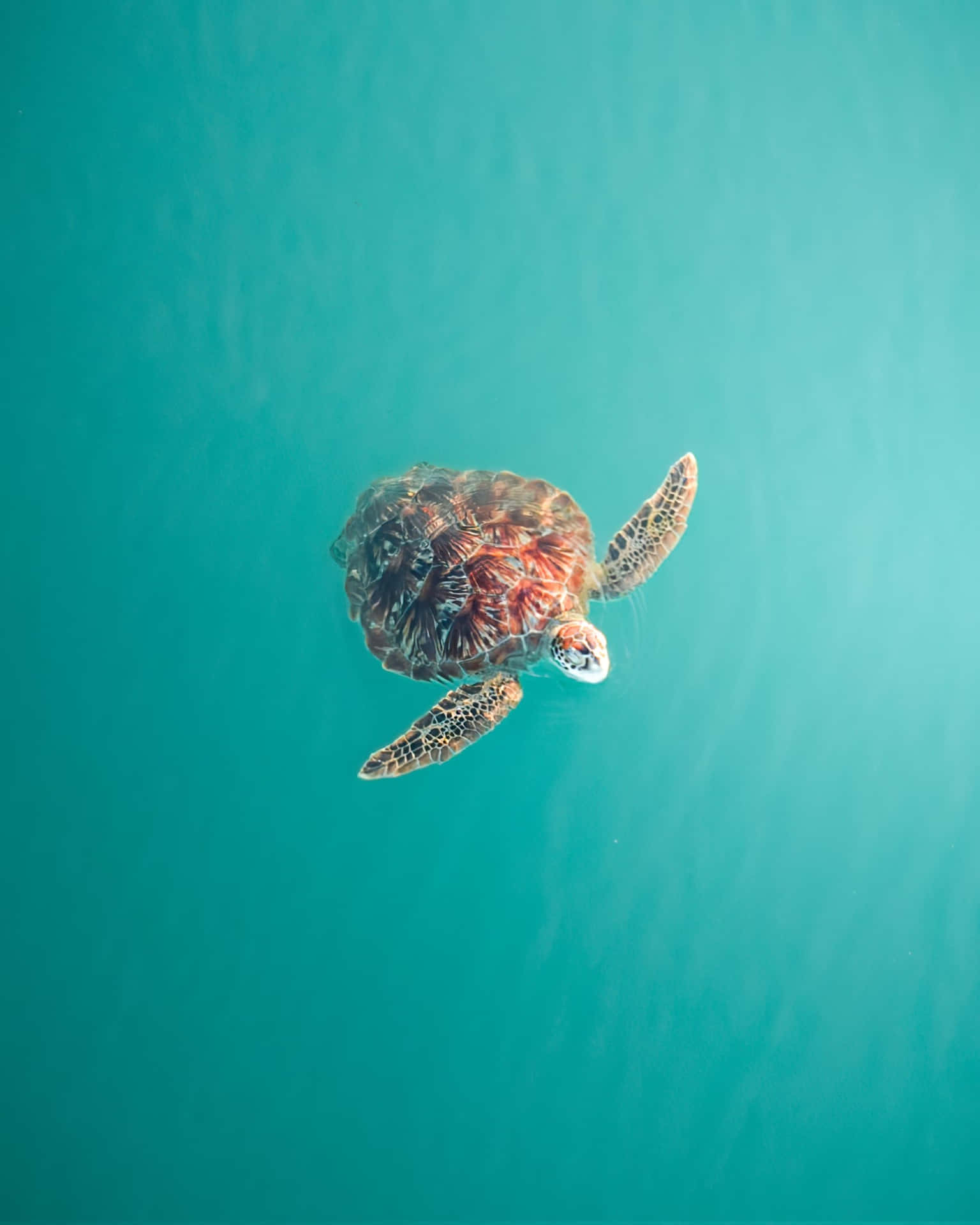  壁紙 — 一隻海龜從俯視角度優雅地在清澈的碧藍海水中滑行。