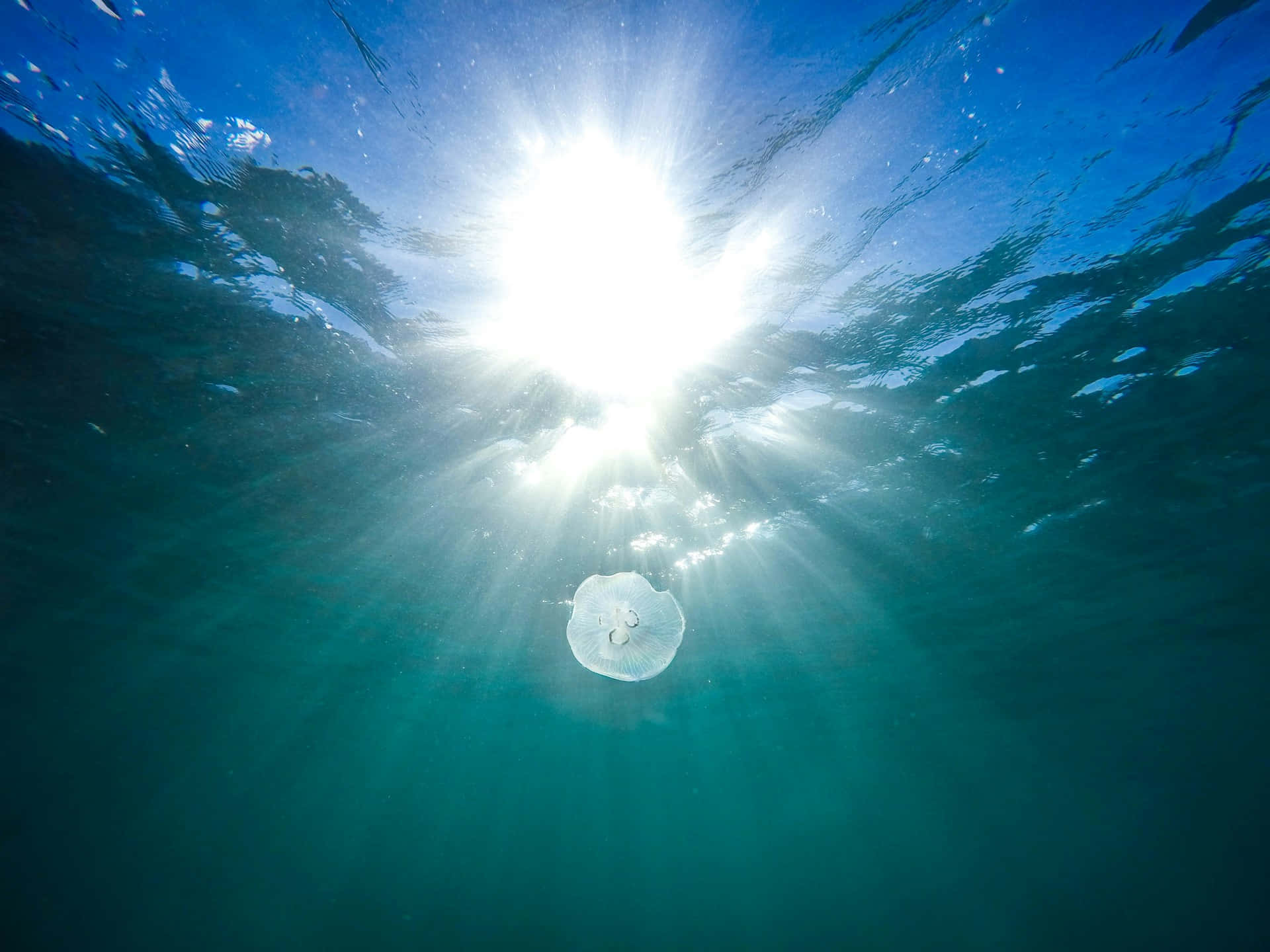  壁紙 — 一隻半透明的水母在海洋表面下平靜地漂流，燦爛的陽光穿透清澈的藍色海水。