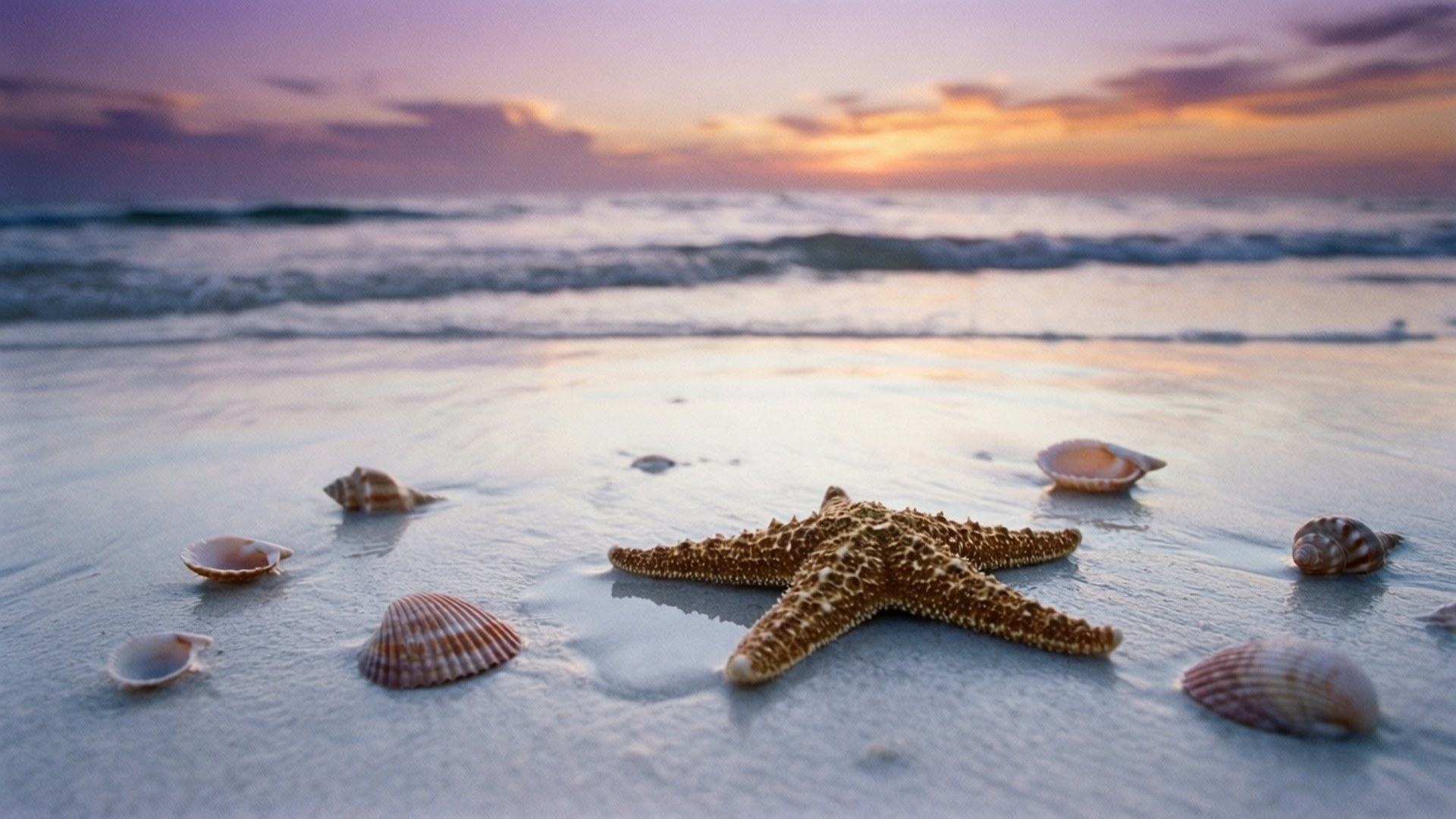 Dawn Starfish Treasure 壁紙 — 一隻有紋理的海星和散落的貝殼在充滿活力的日落沙灘的濕沙上休息。