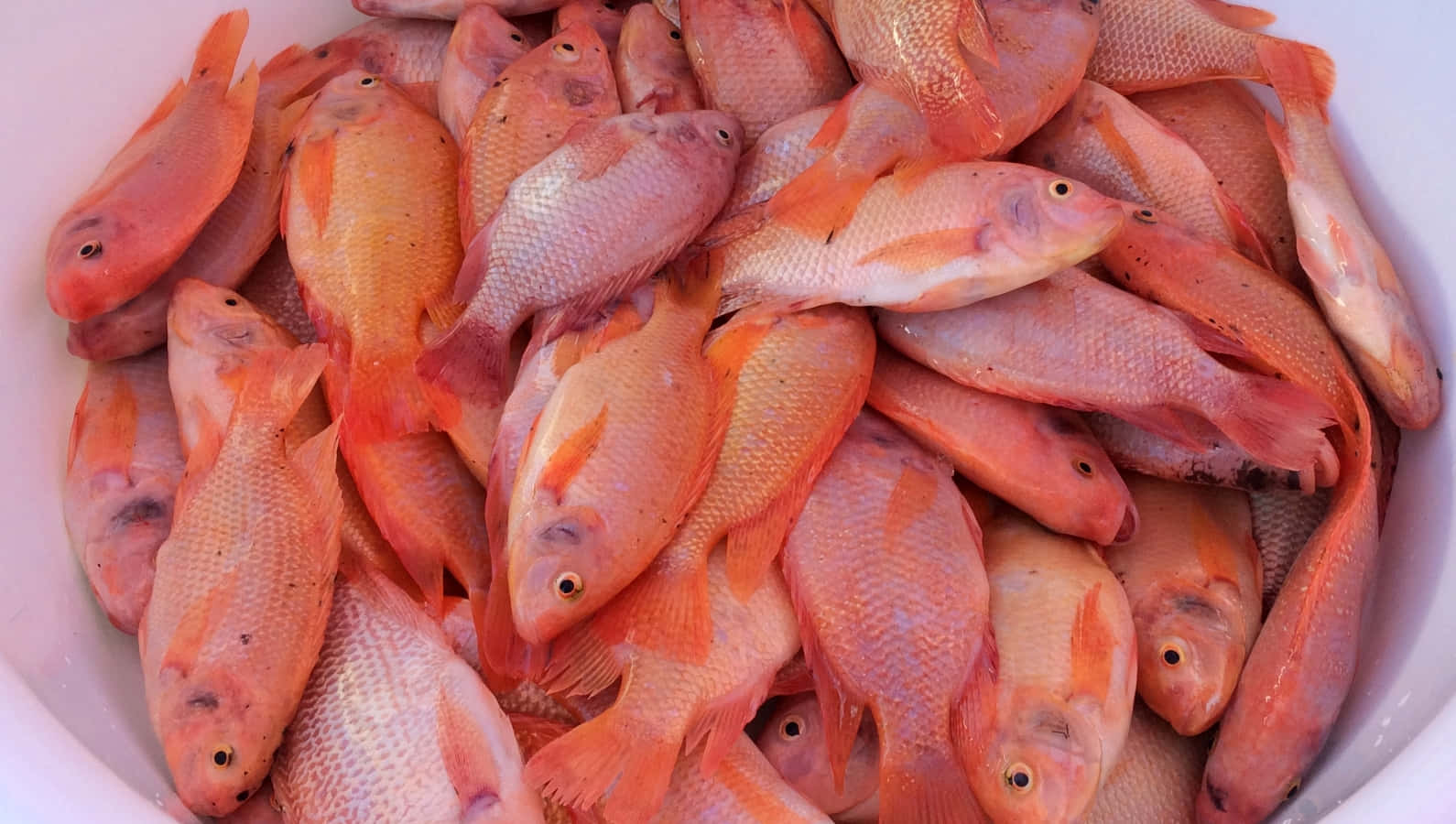  壁紙 — 一個白色碗裝滿了新鮮捕獲的鮮橙色魚，在明亮光線下閃閃發光。