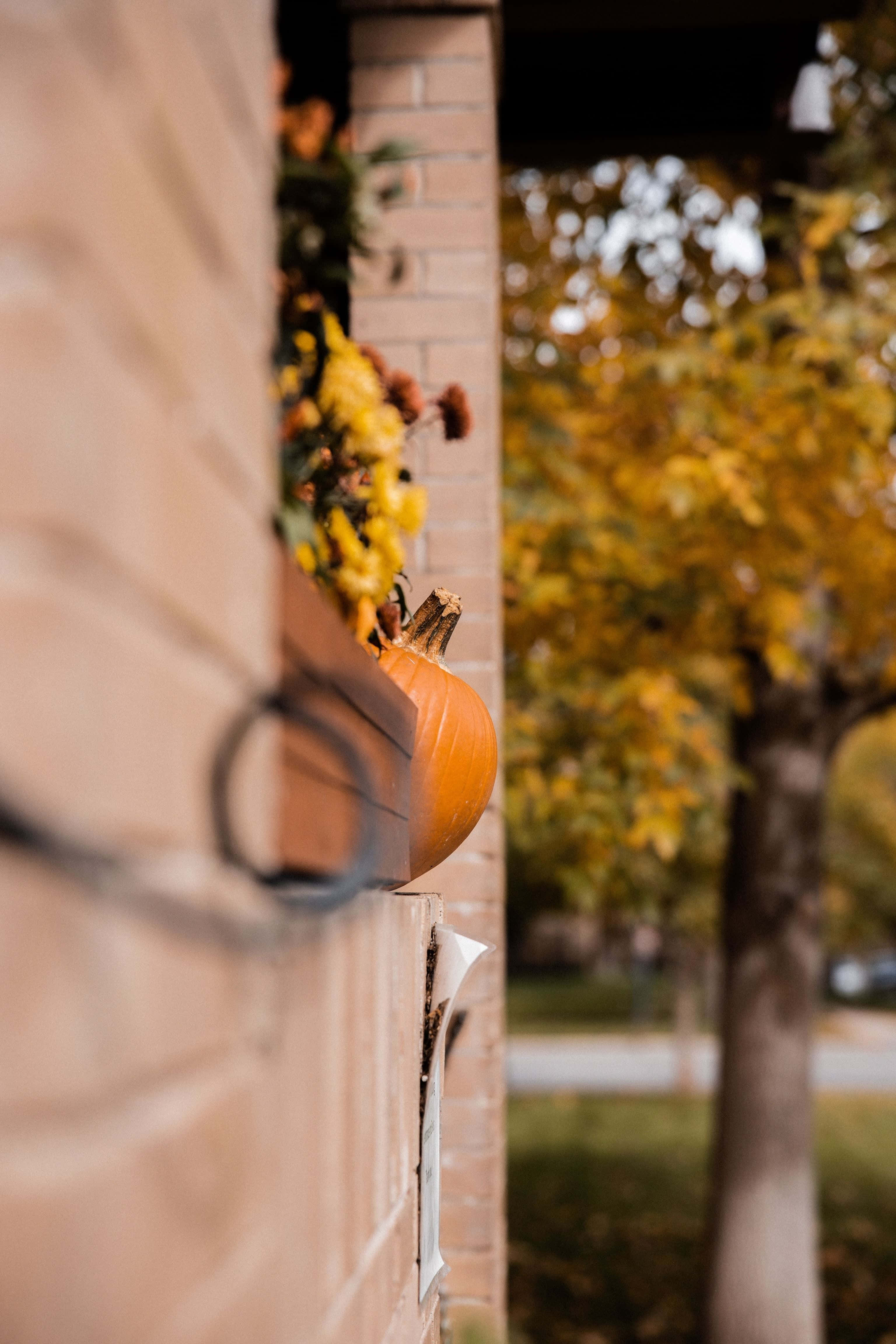 Autumn Pumpkin iPhone 桌布 壁紙 — 一個鮮豔的橙色南瓜放在一個木製花盆箱中，裡面滿是黃色菊花，背景是磚牆和柔焦的秋樹。