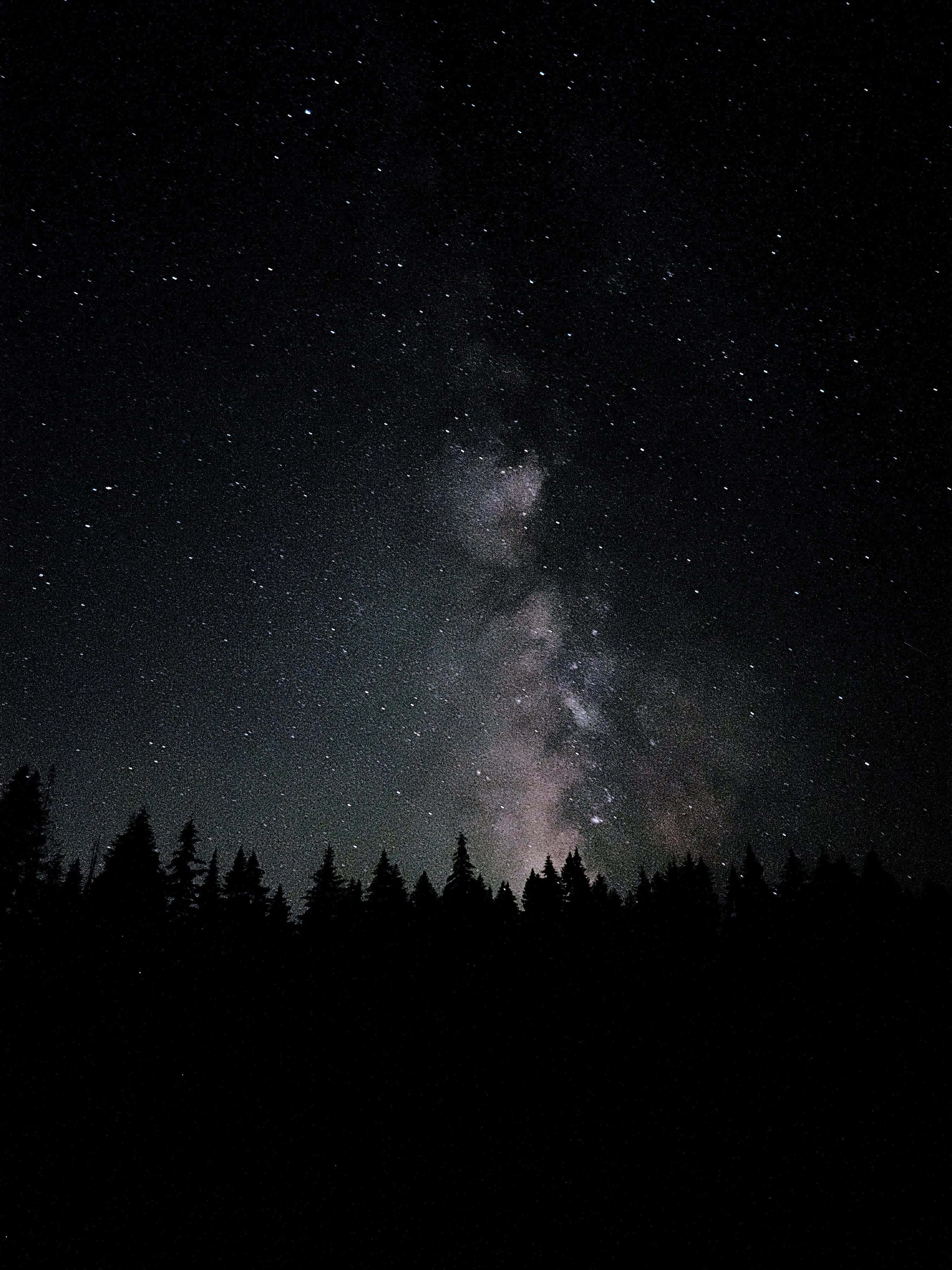 Night Mode 桌布 壁紙 — 銀河系在松樹的黑暗剪影上方，橫跨繁星點點的夜空。